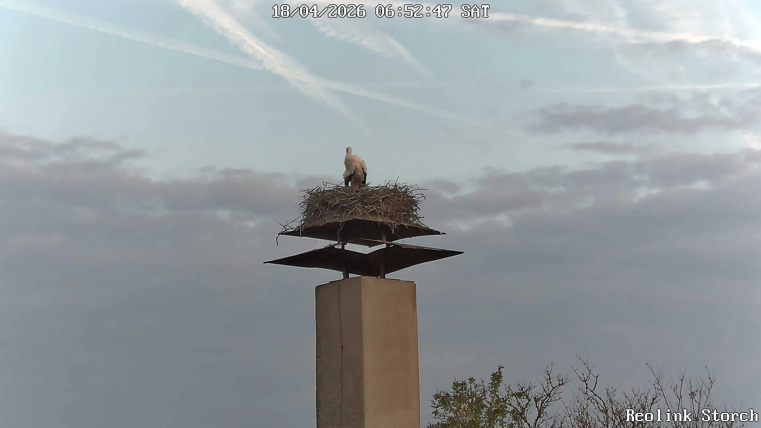 Storchencam Bild