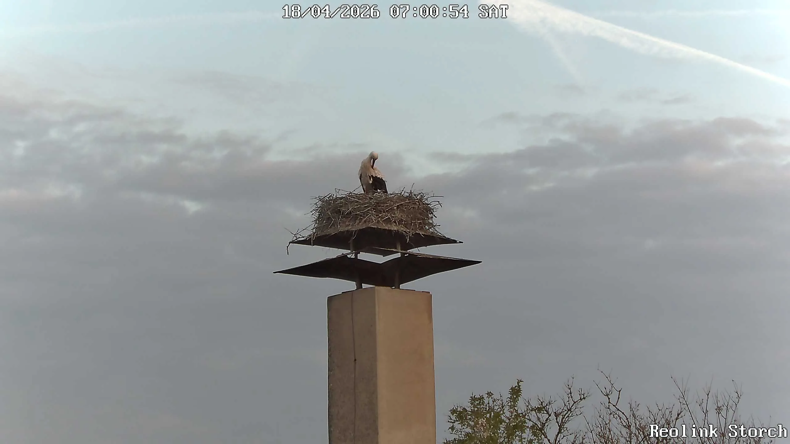 Storchencam Bild