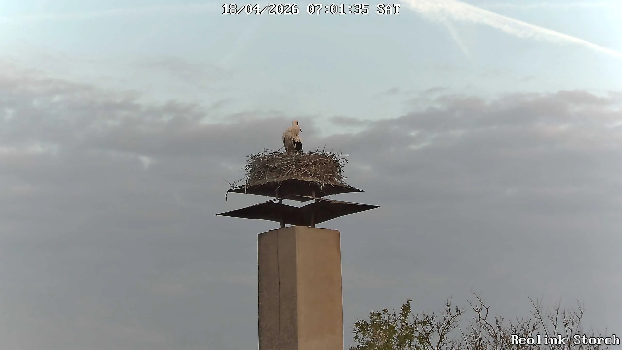 Storchencam Bild