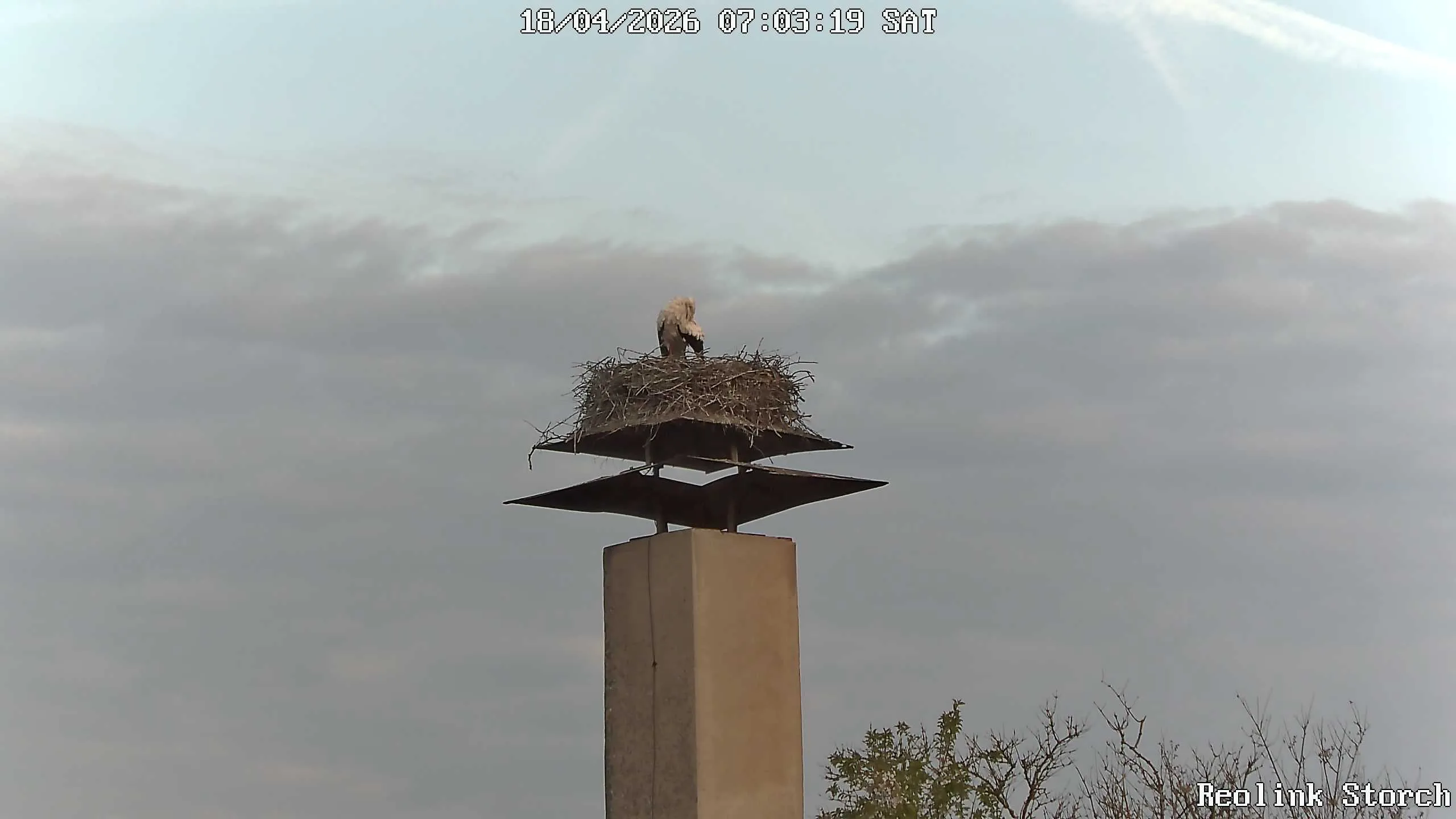 Storchencam Bild