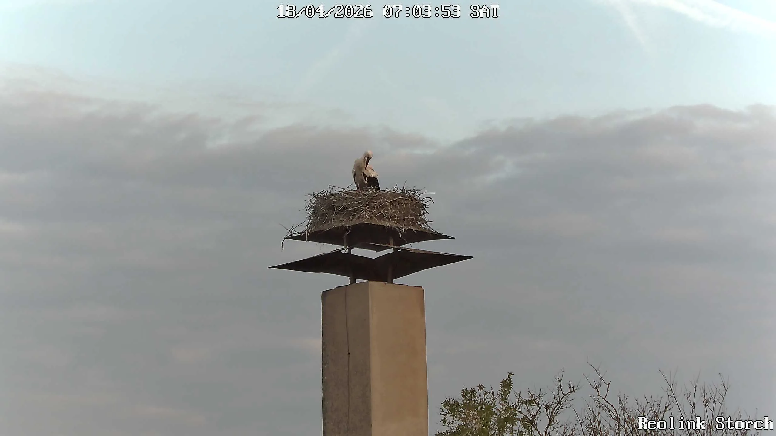 Storchencam Bild