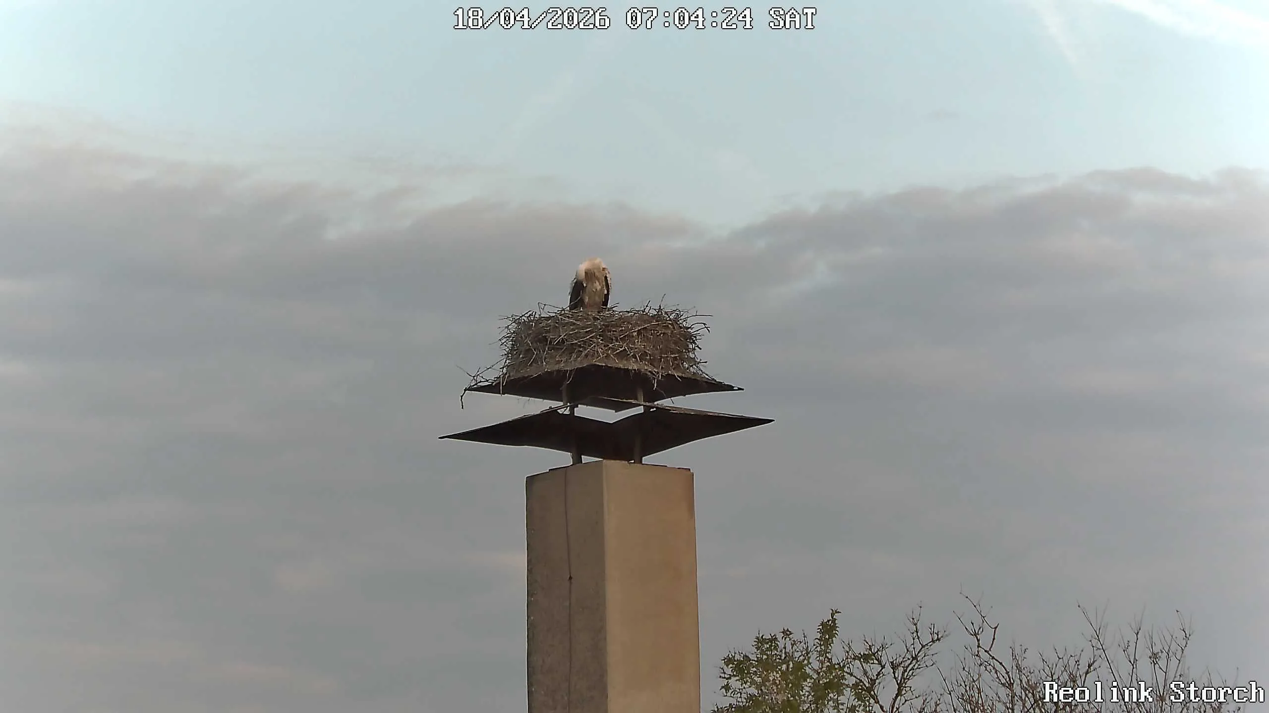 Storchencam Bild