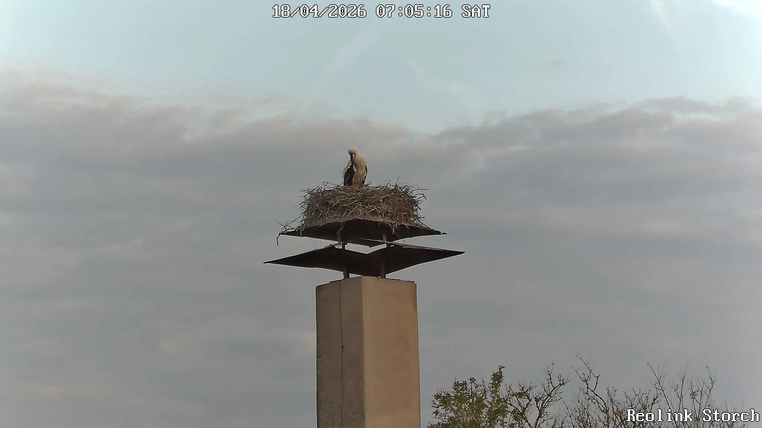 Storchencam Bild