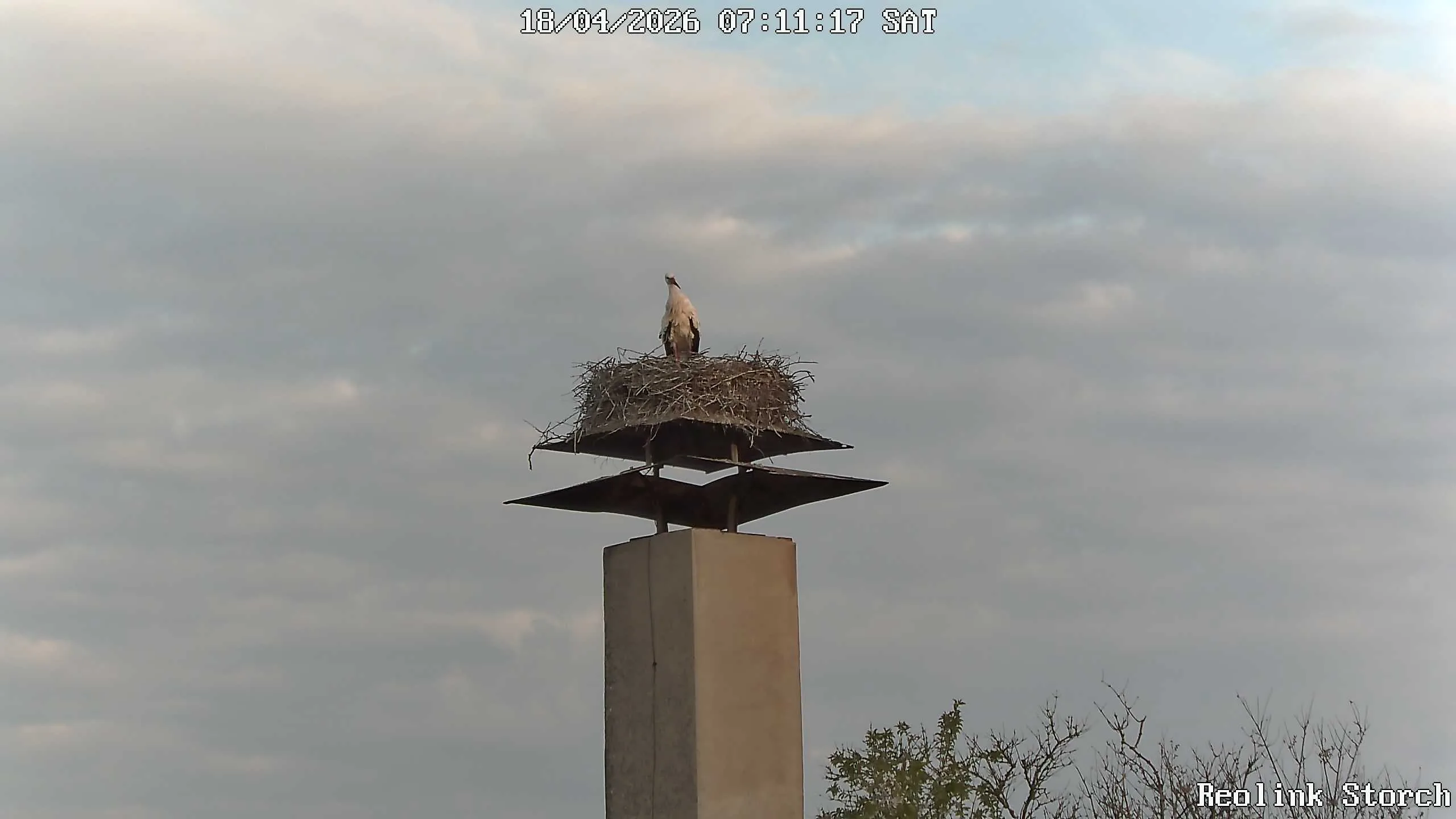 Storchencam Bild