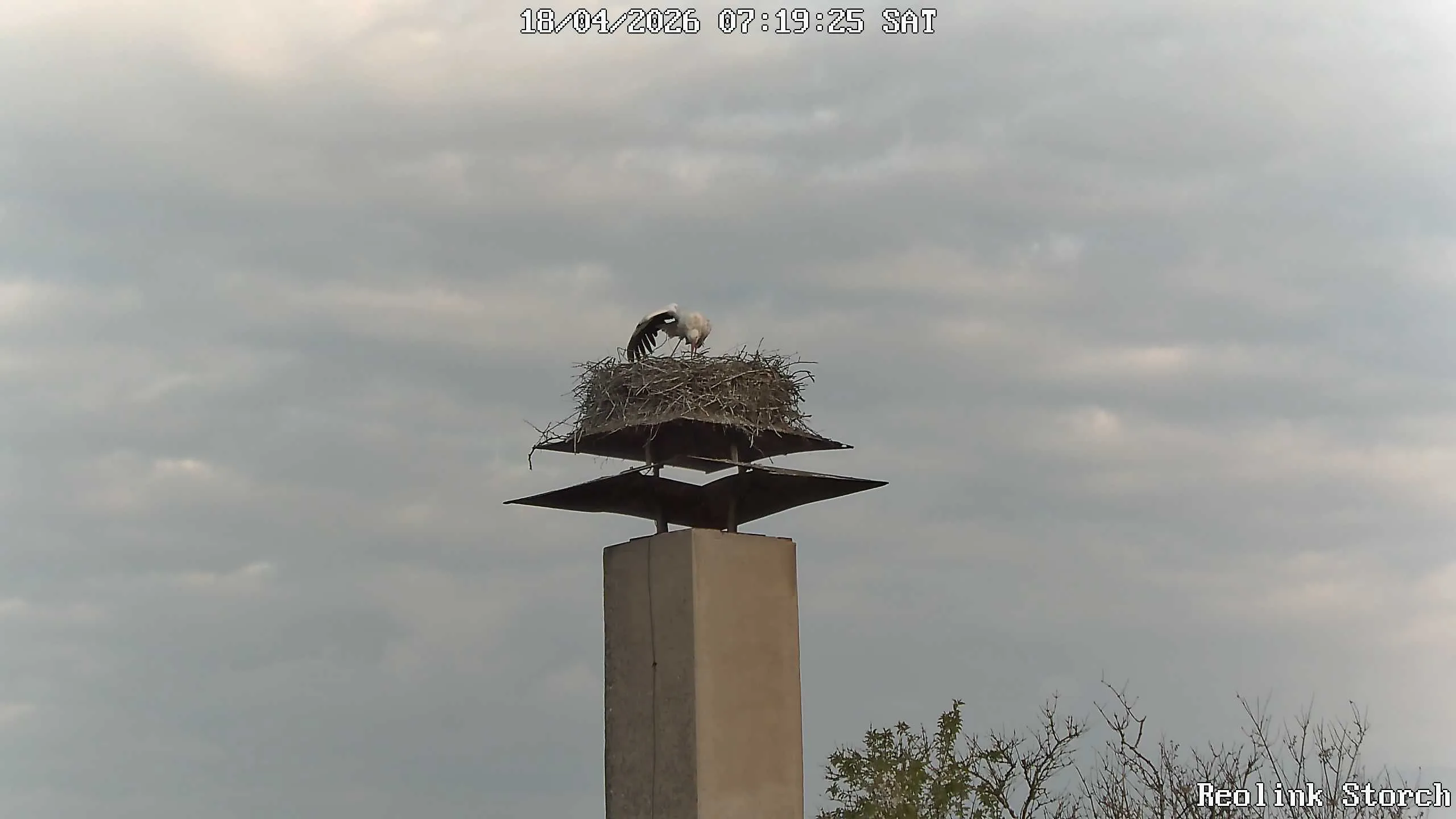 Storchencam Bild