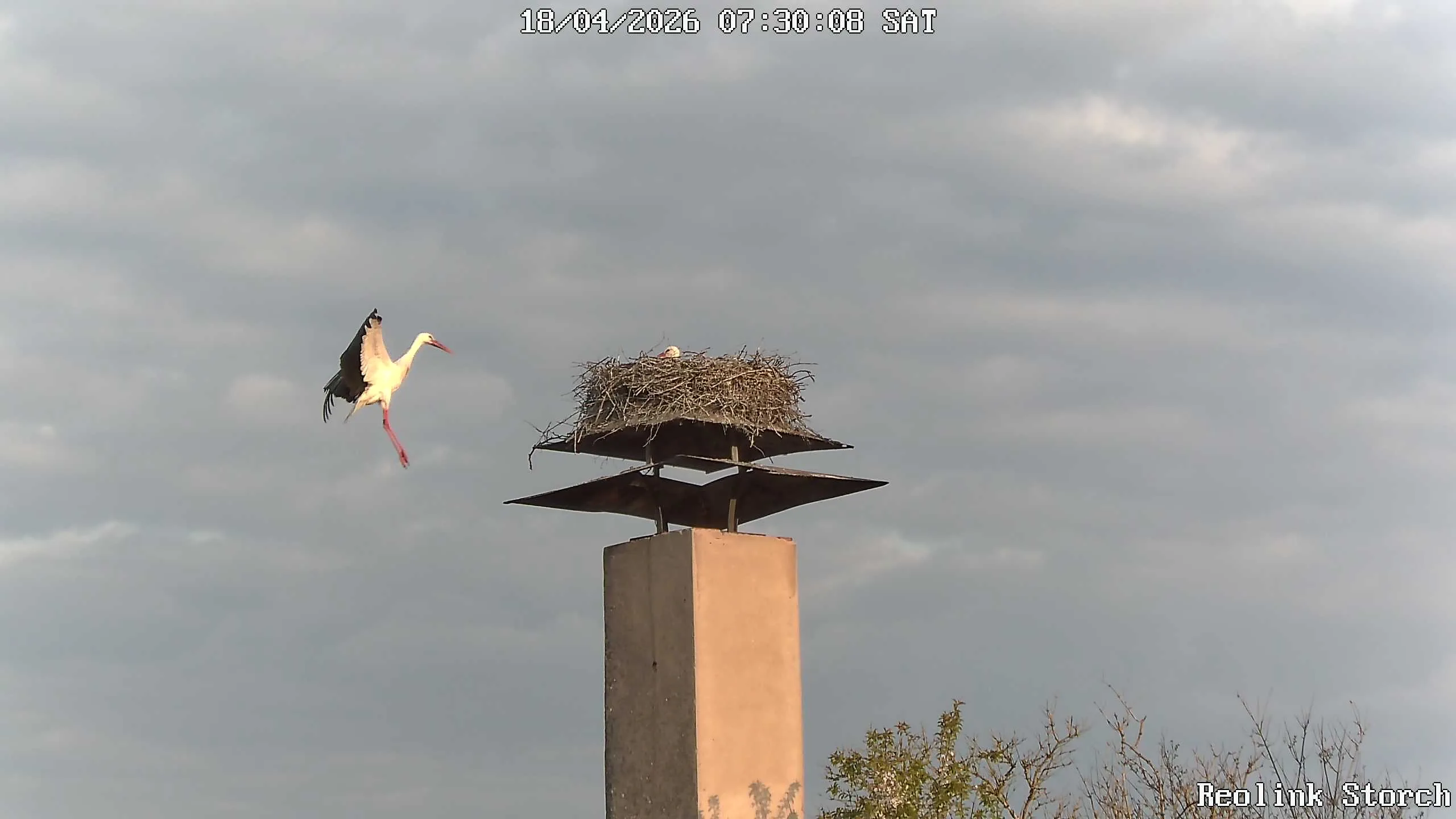Storchencam Bild
