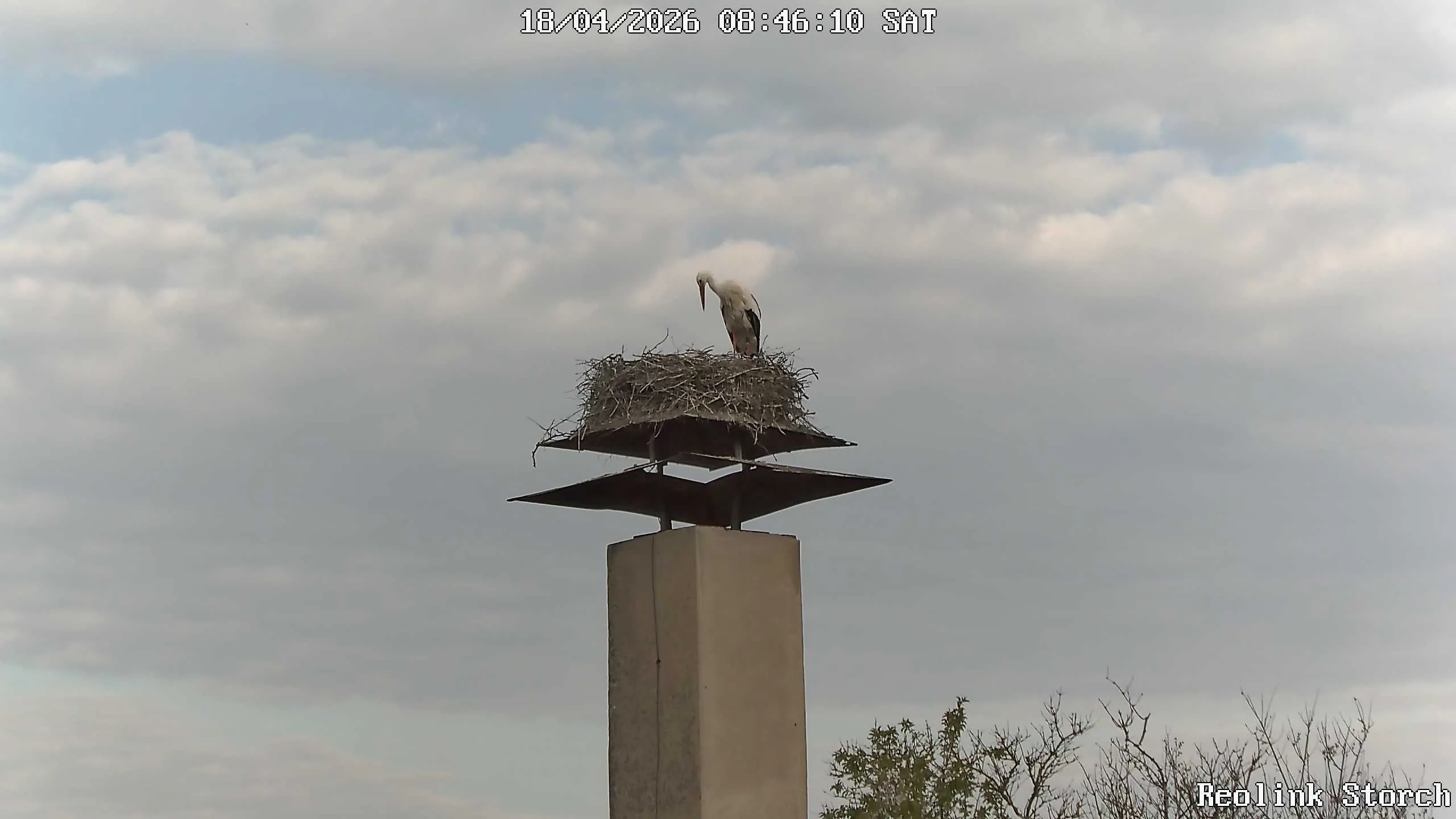 Storchencam Bild