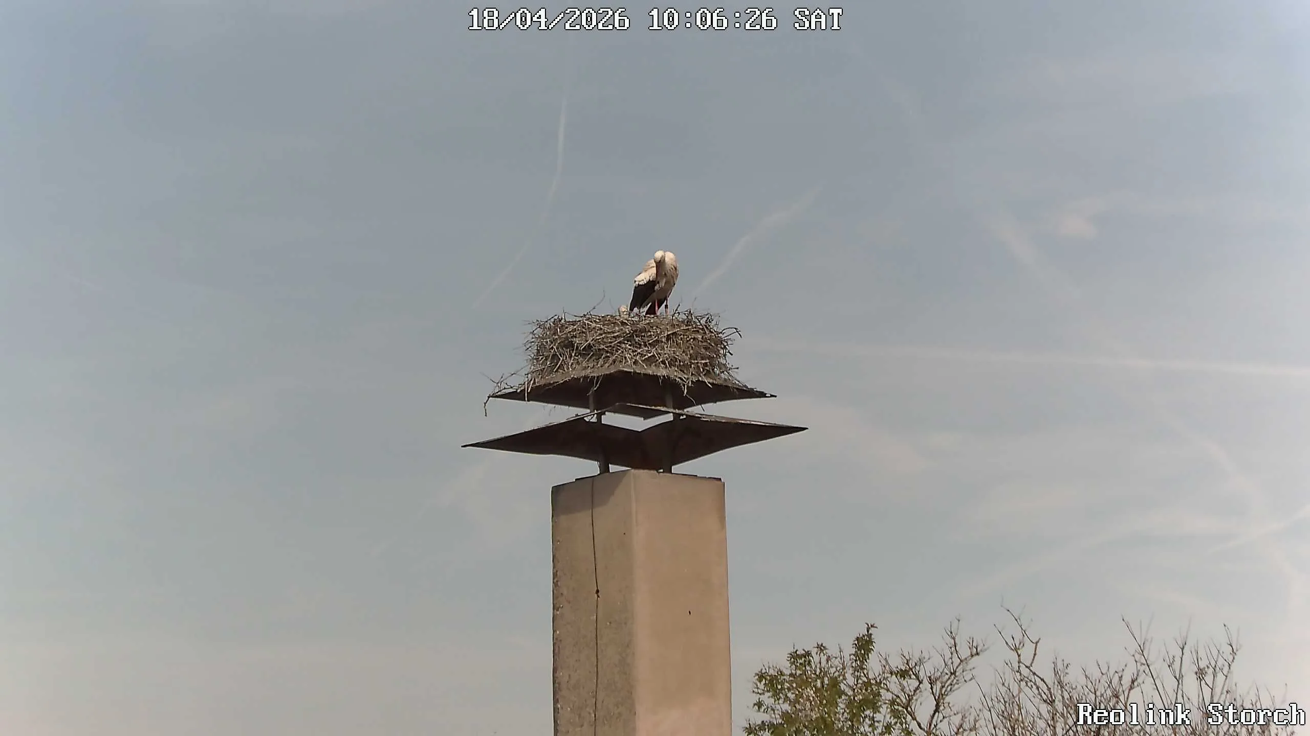Storchencam Bild