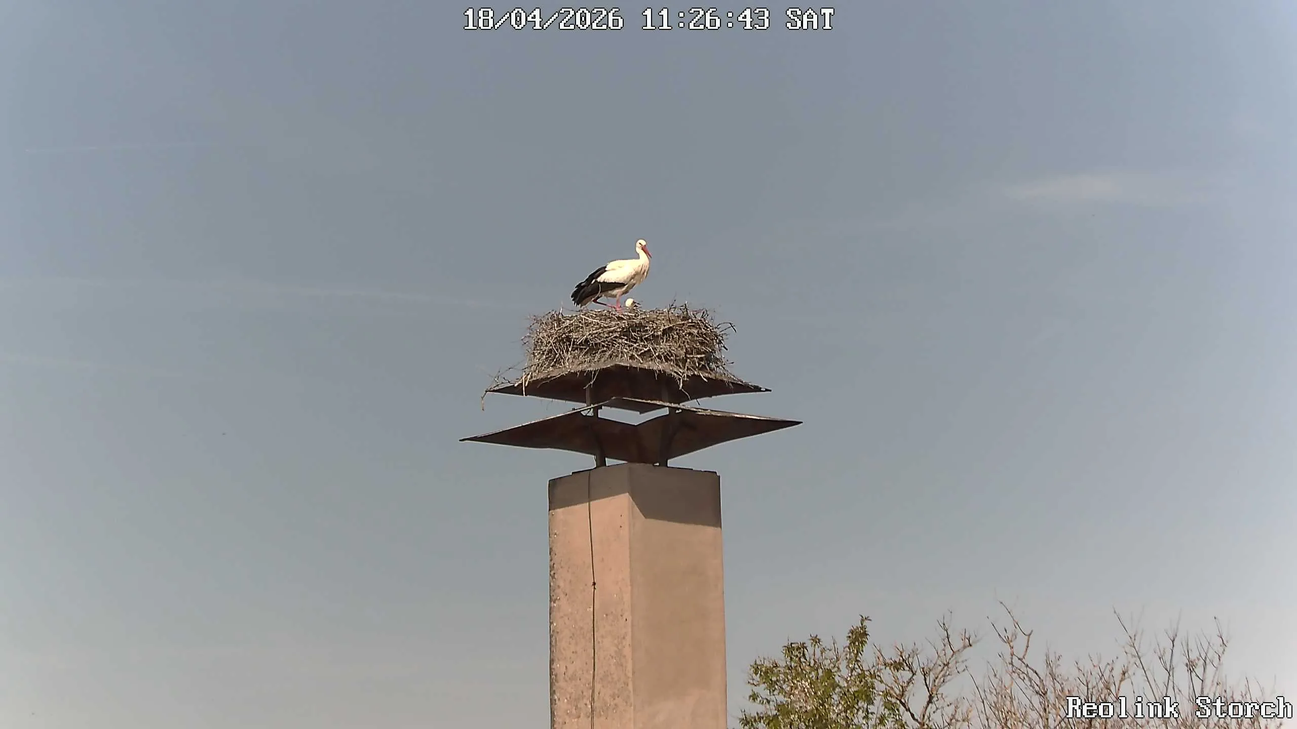 Storchencam Bild