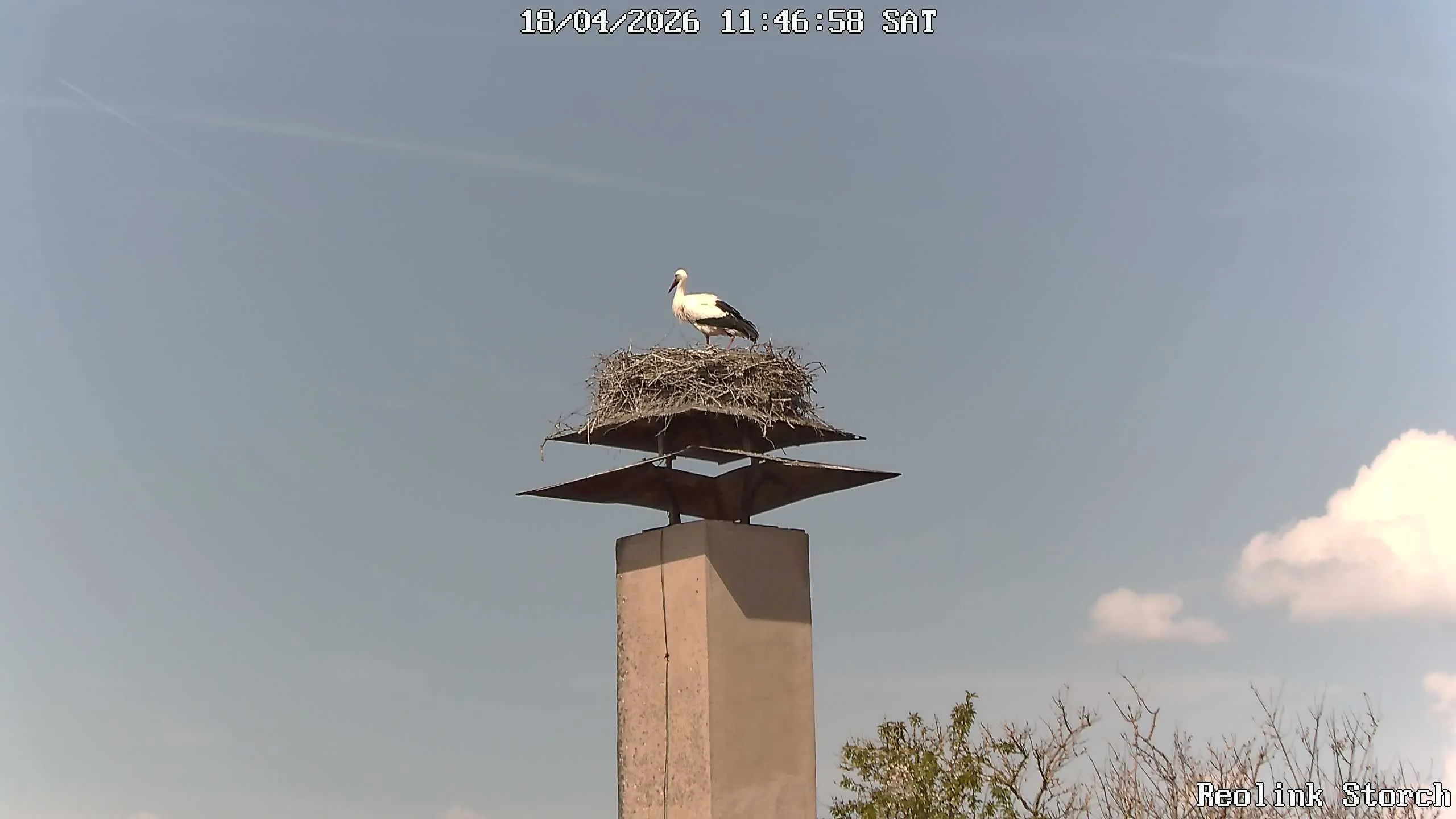 Storchencam Bild