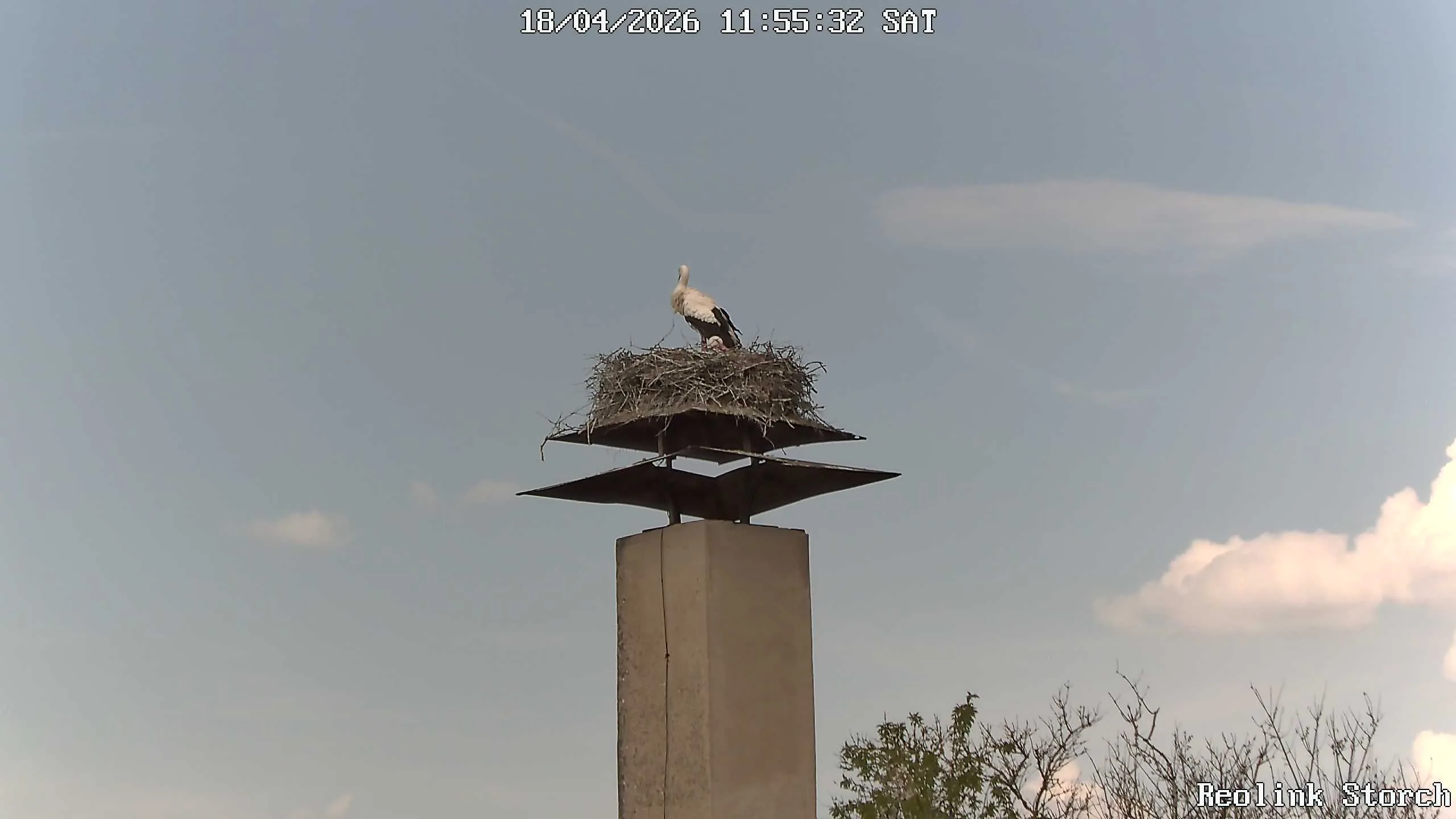 Storchencam Bild