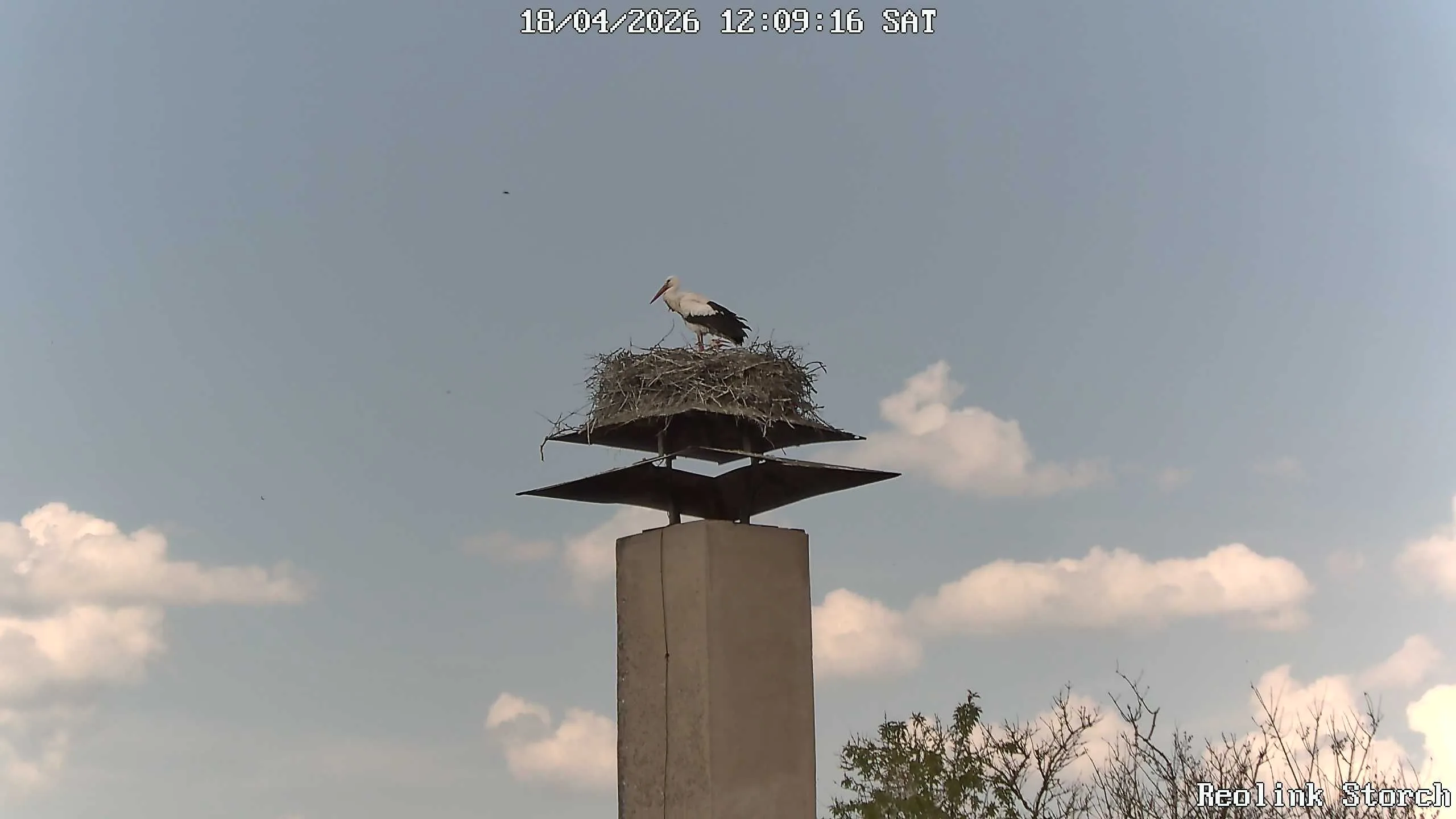 Storchencam Bild