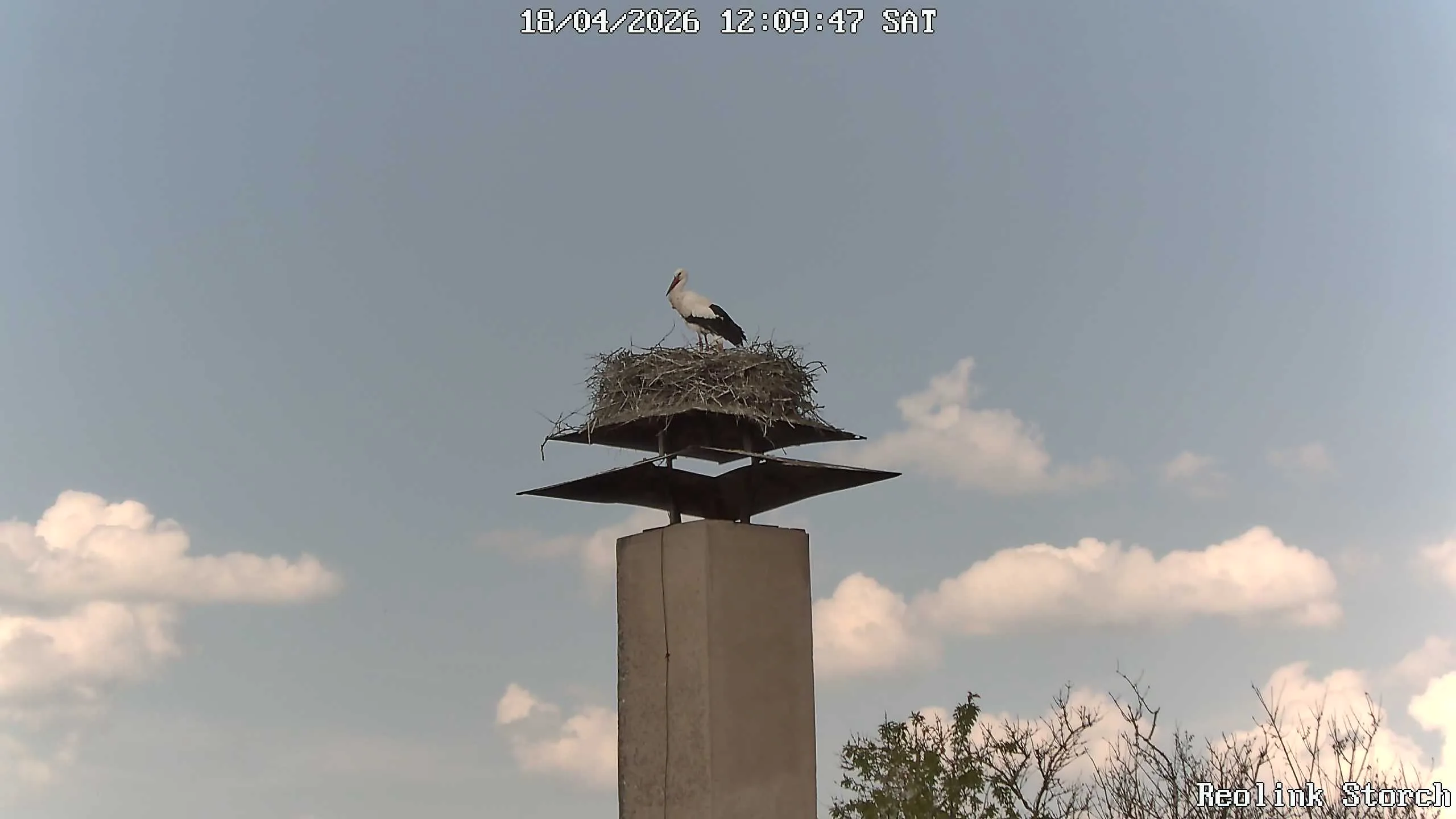 Storchencam Bild