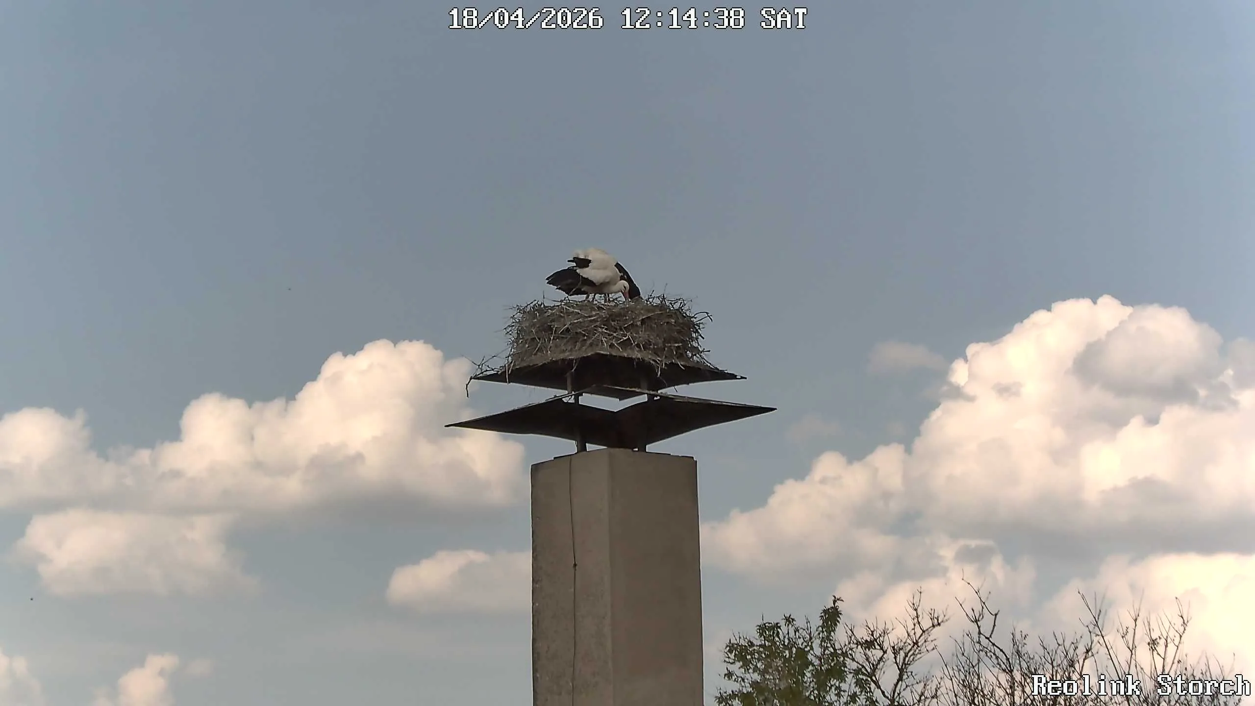 Storchencam Bild