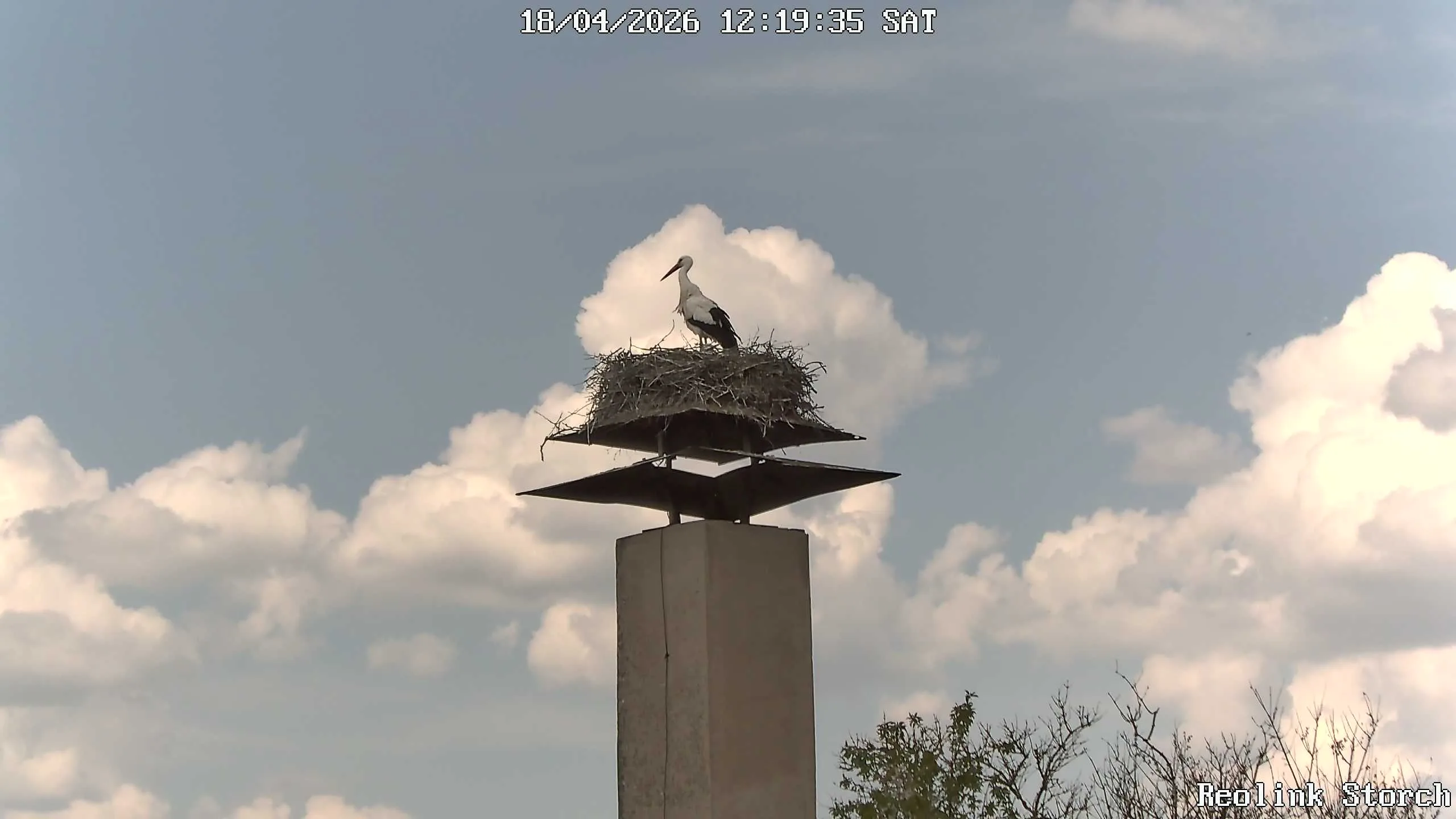 Storchencam Bild