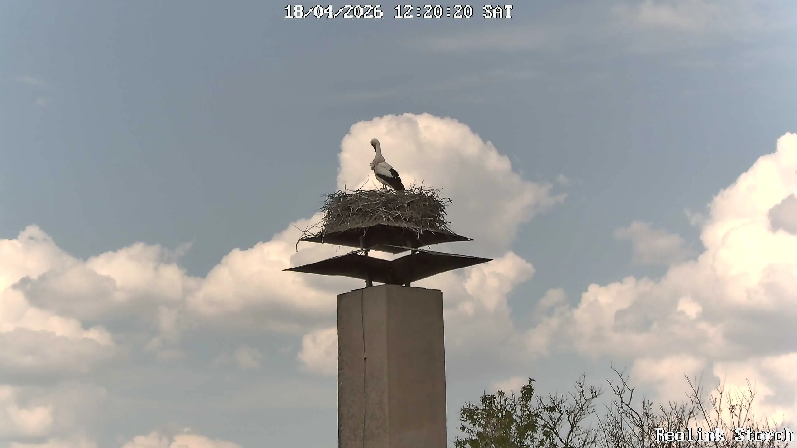 Storchencam Bild
