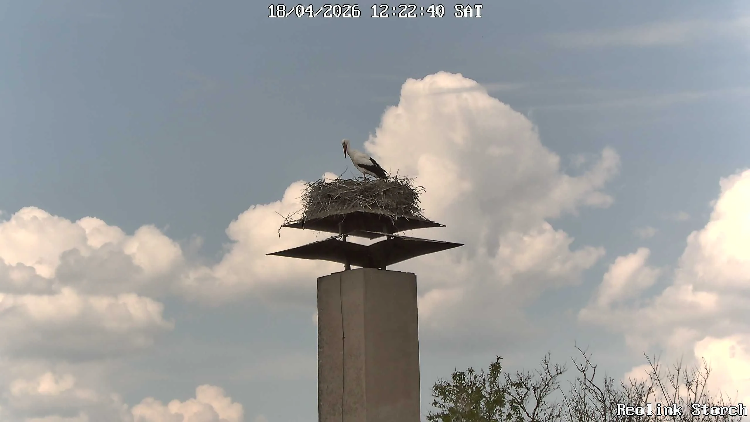 Storchencam Bild