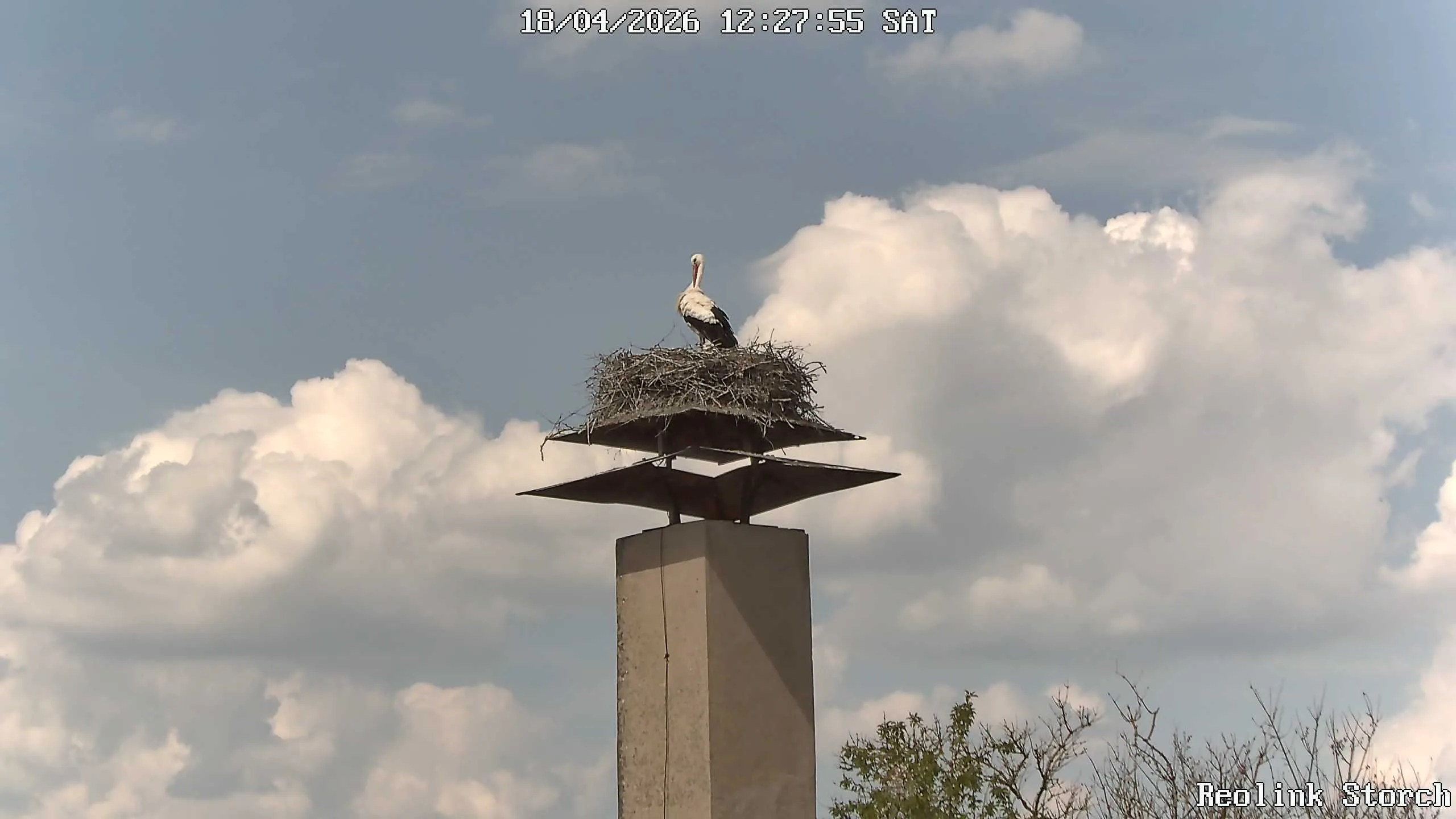 Storchencam Bild