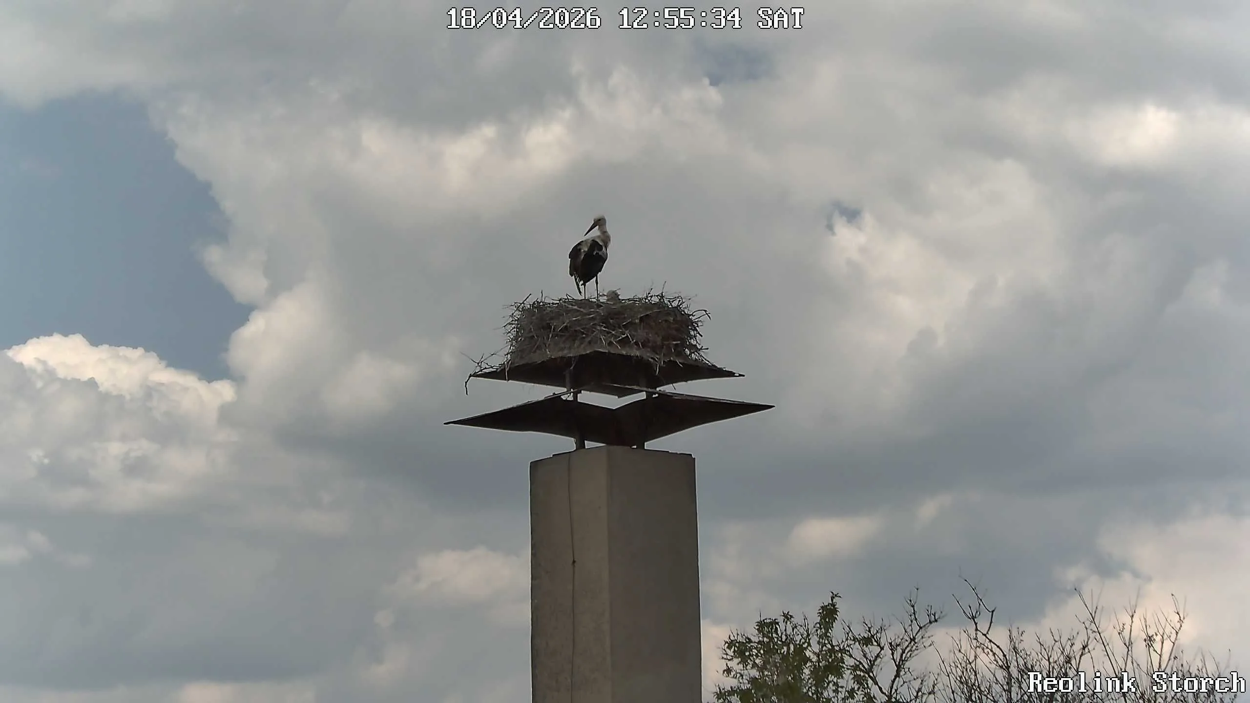 Storchencam Bild
