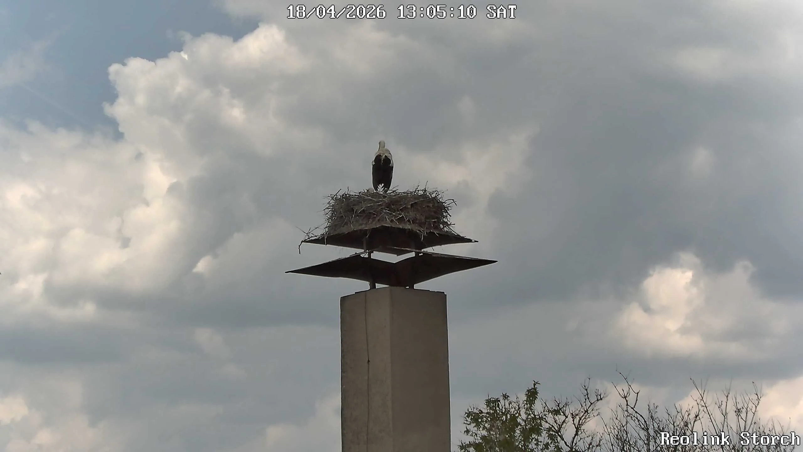 Storchencam Bild