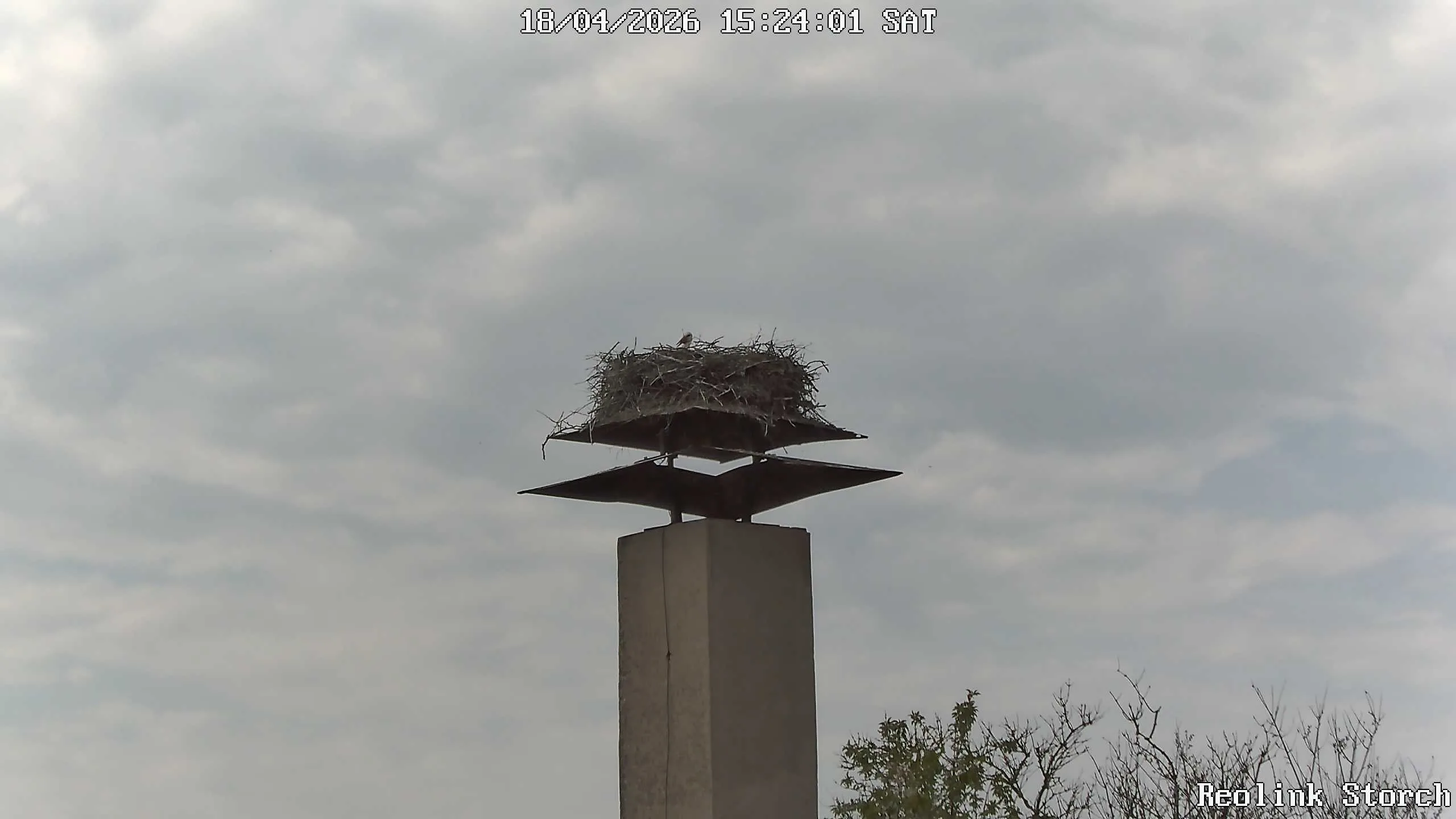 Storchencam Bild