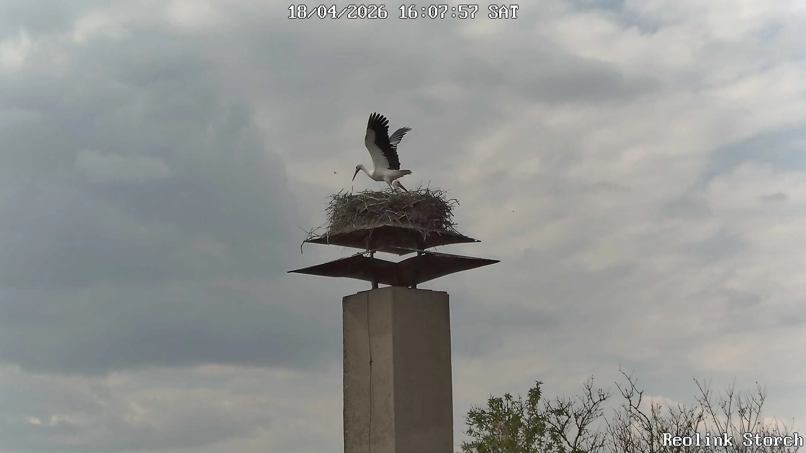 Storchencam Bild