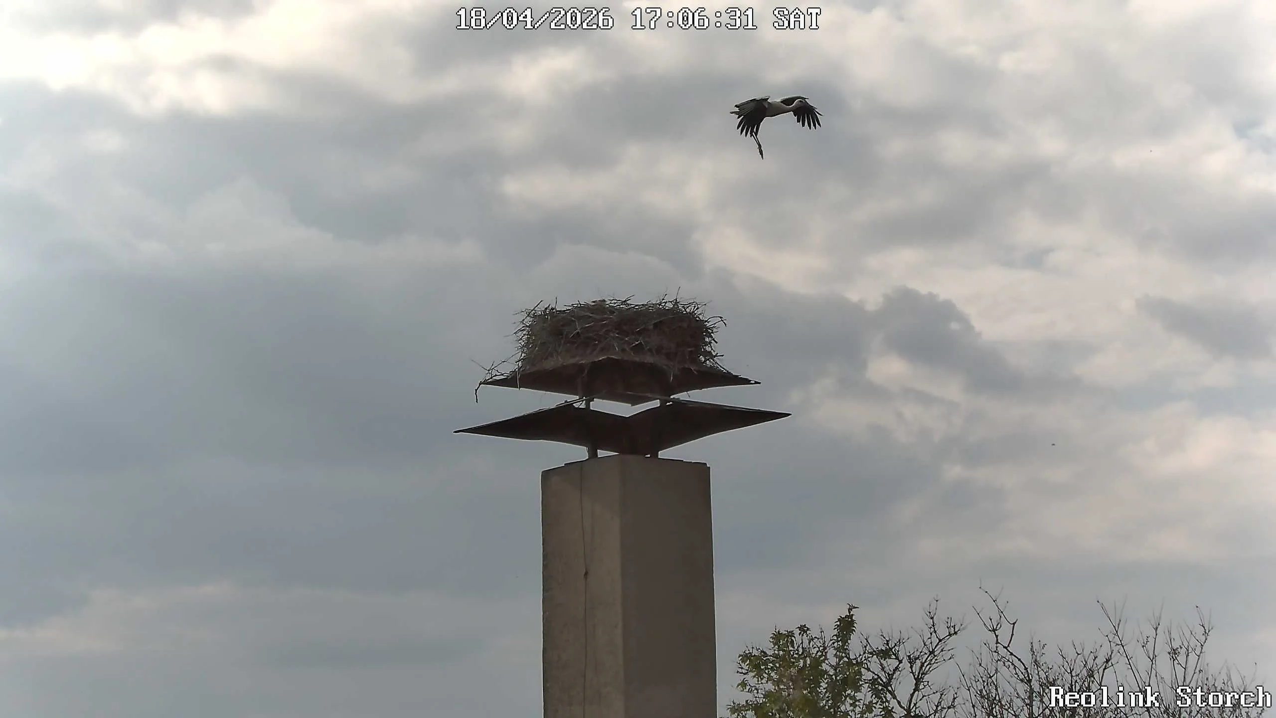 Storchencam Bild