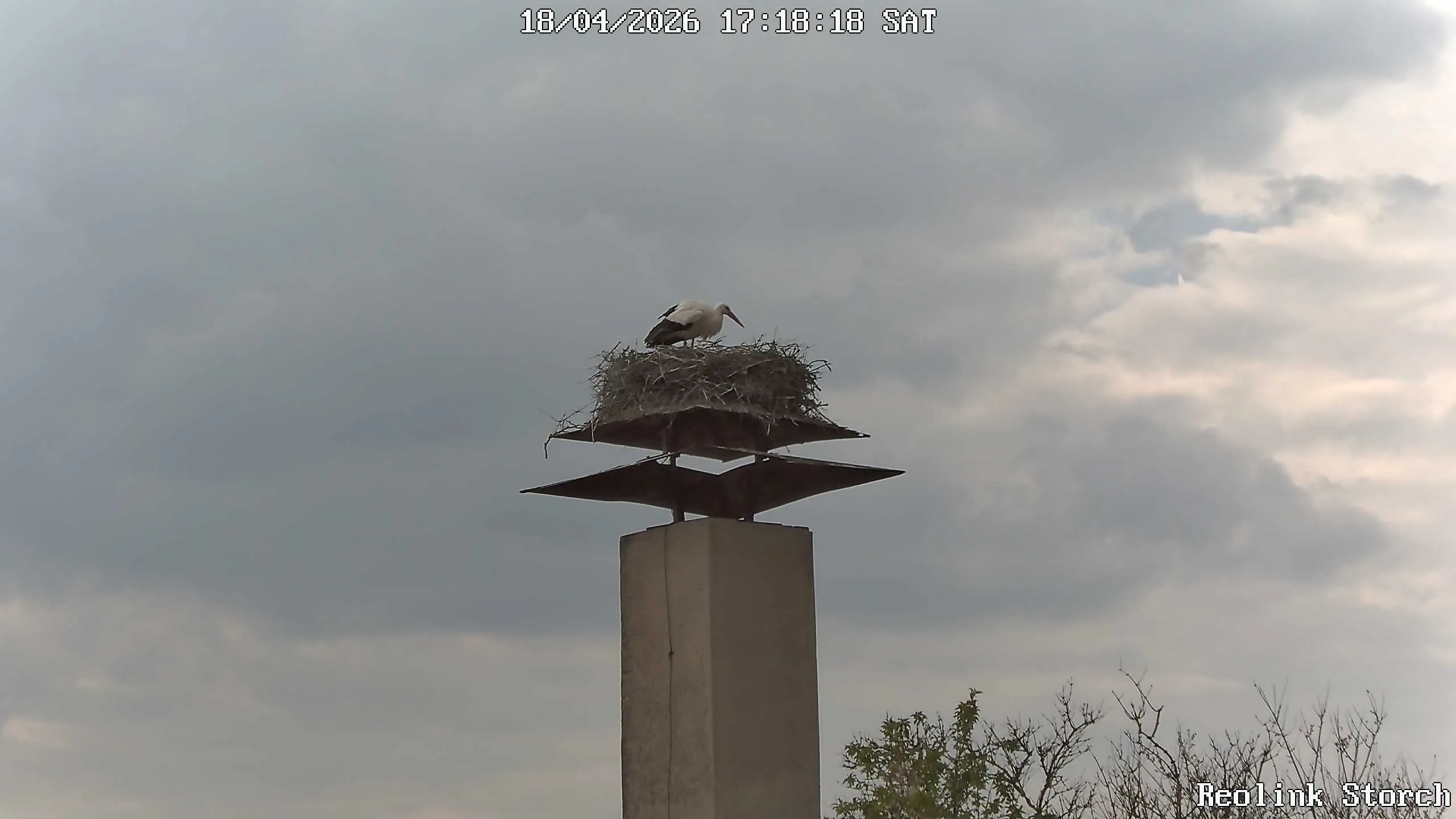 Storchencam Bild