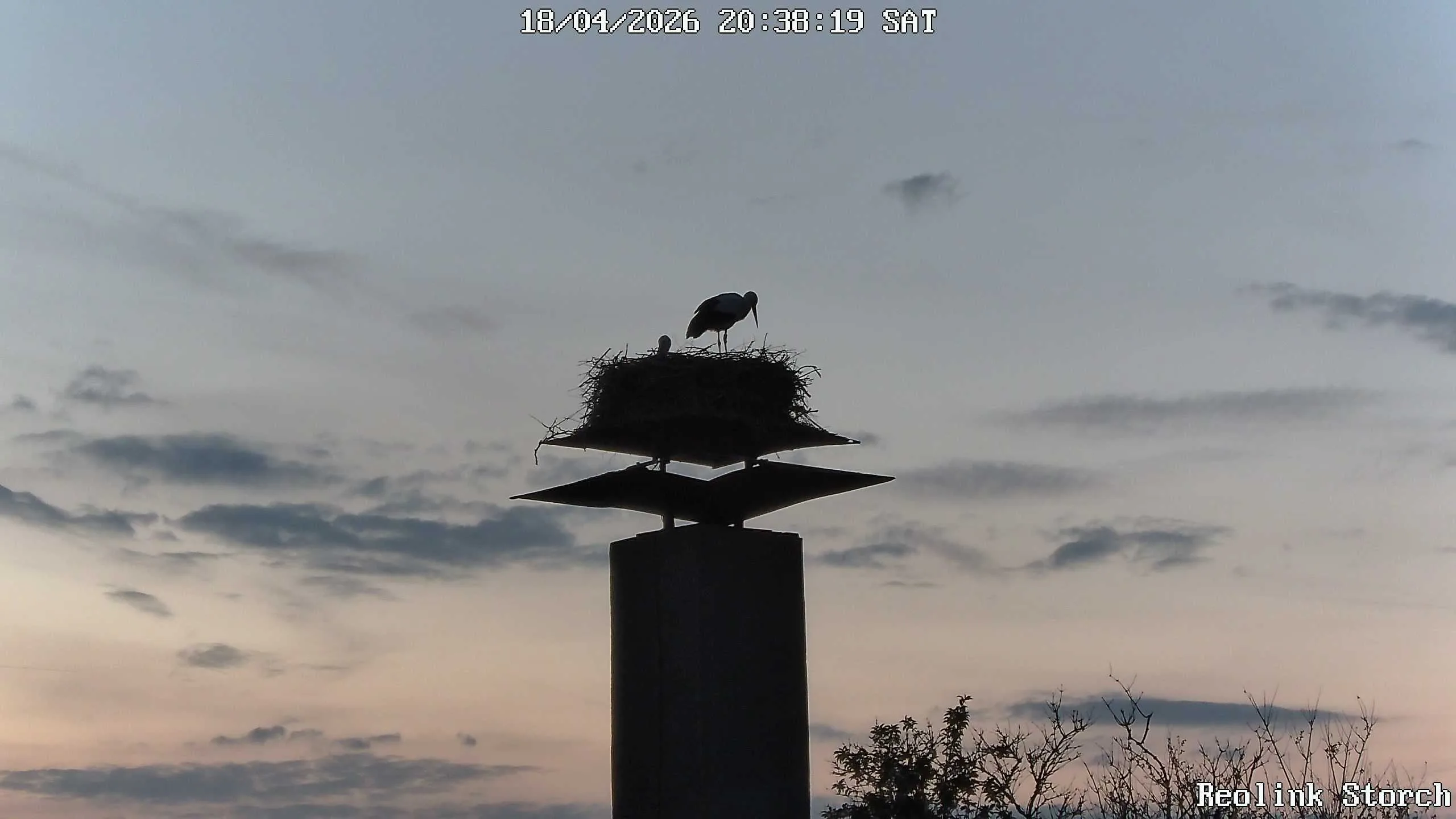 Storchencam Bild