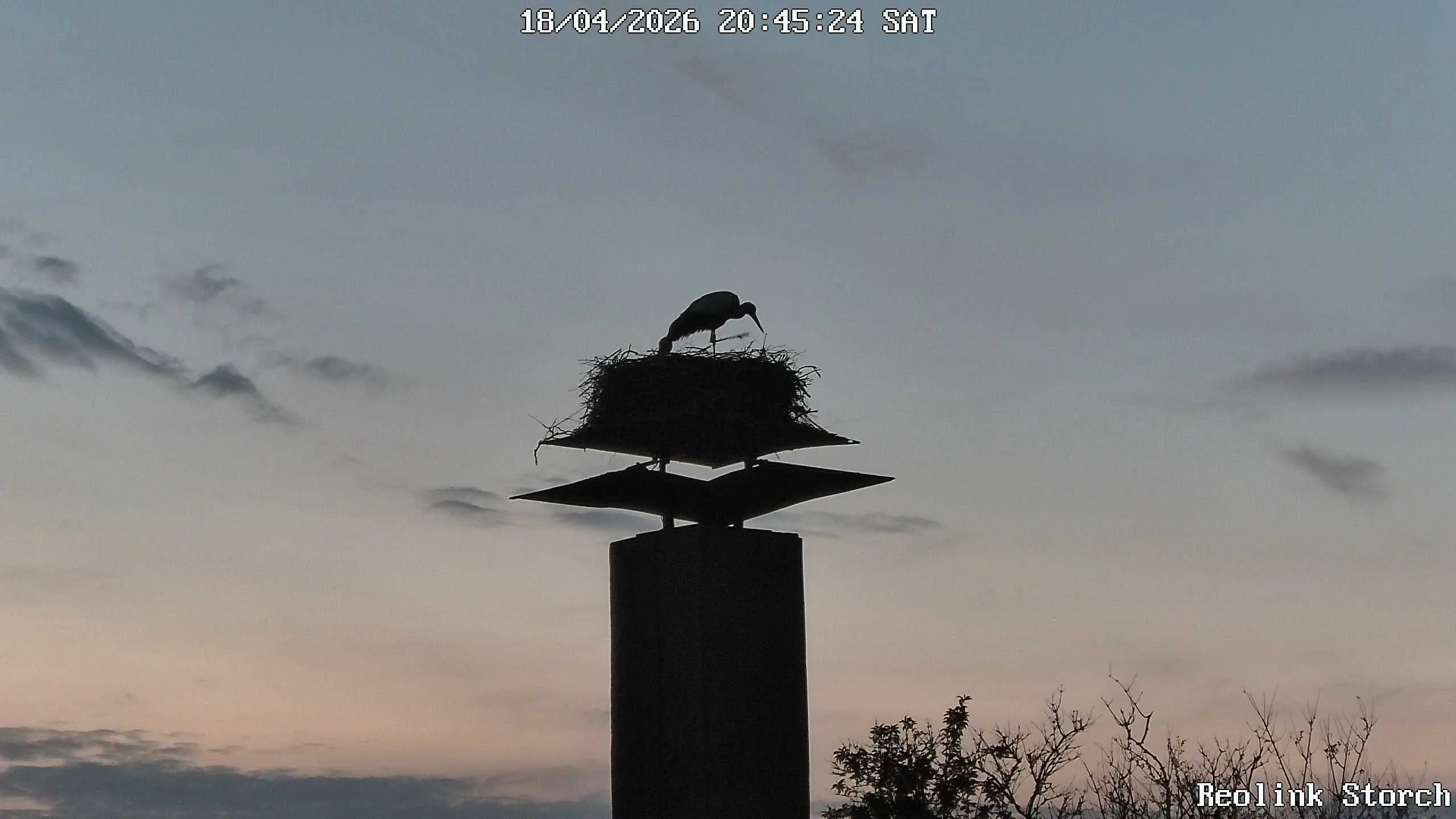 Storchencam Bild