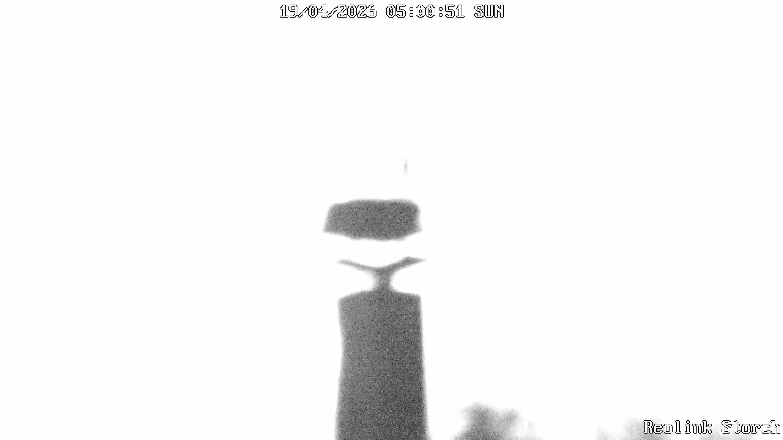 Storchencam Bild