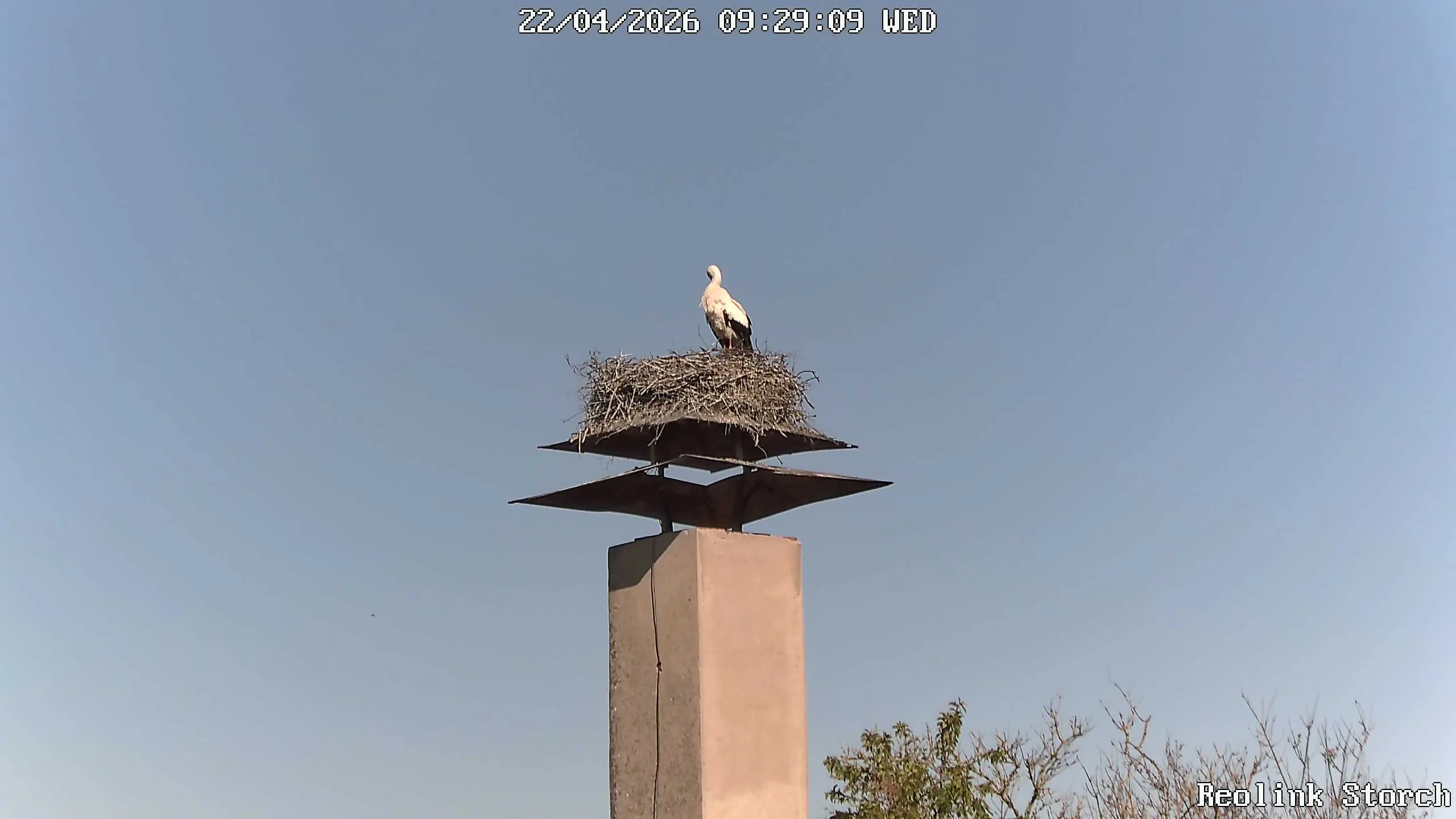 Storchencam Bild