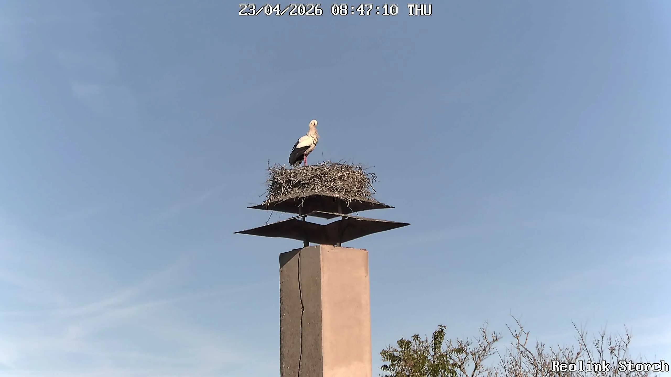 Storchencam Bild