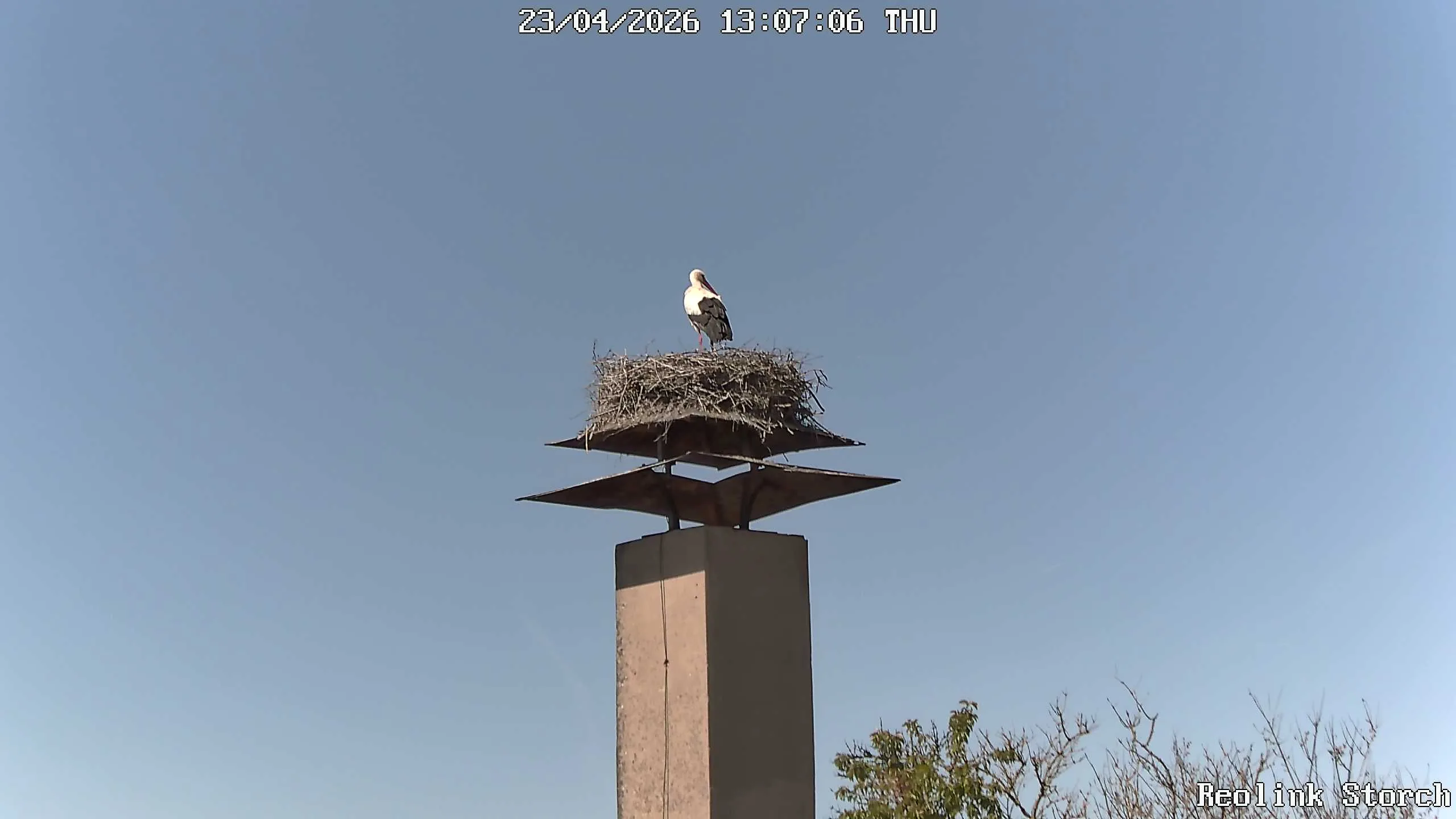 Storchencam Bild