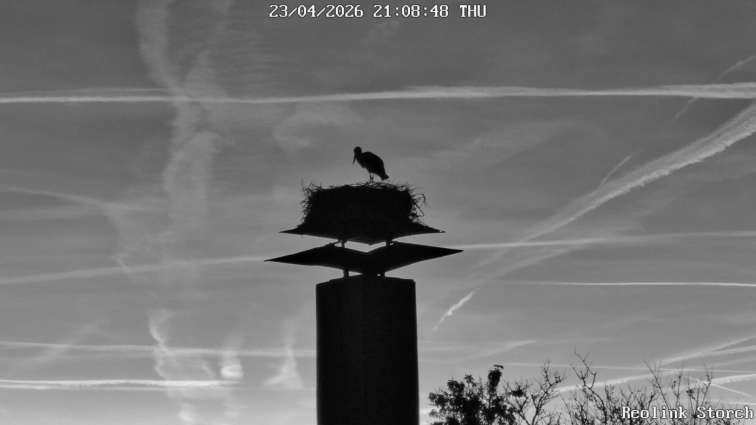Storchencam Bild