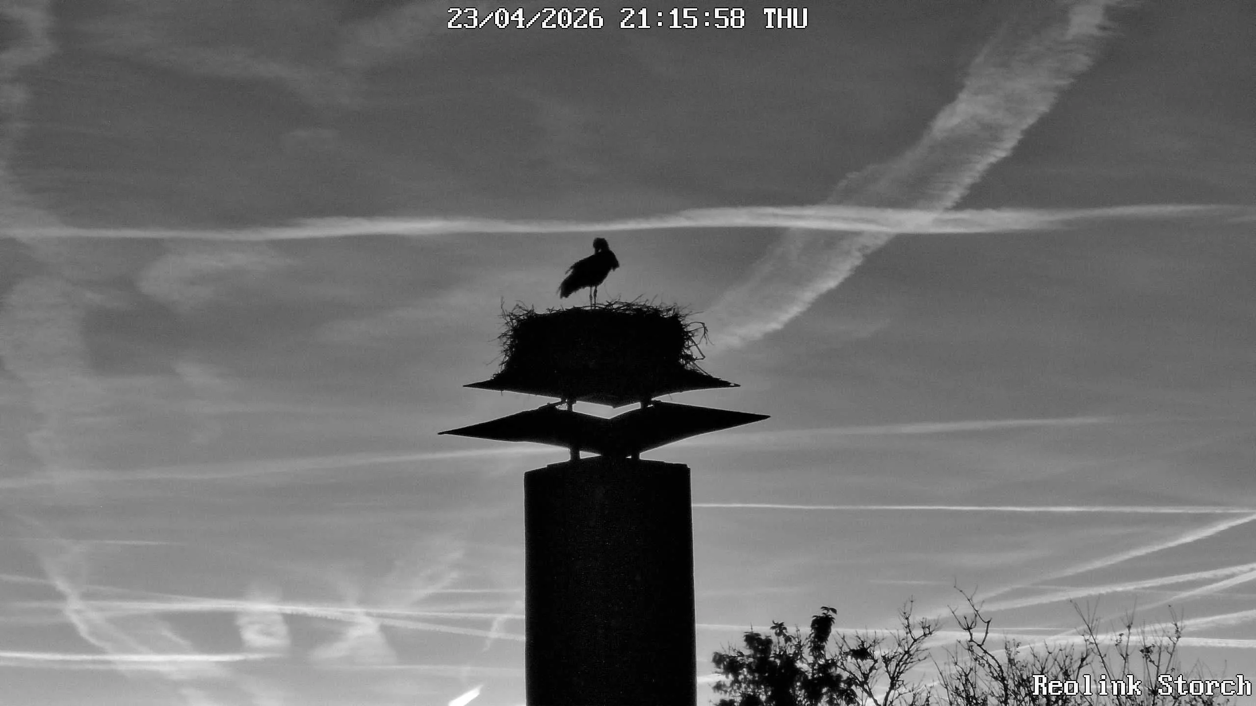 Storchencam Bild