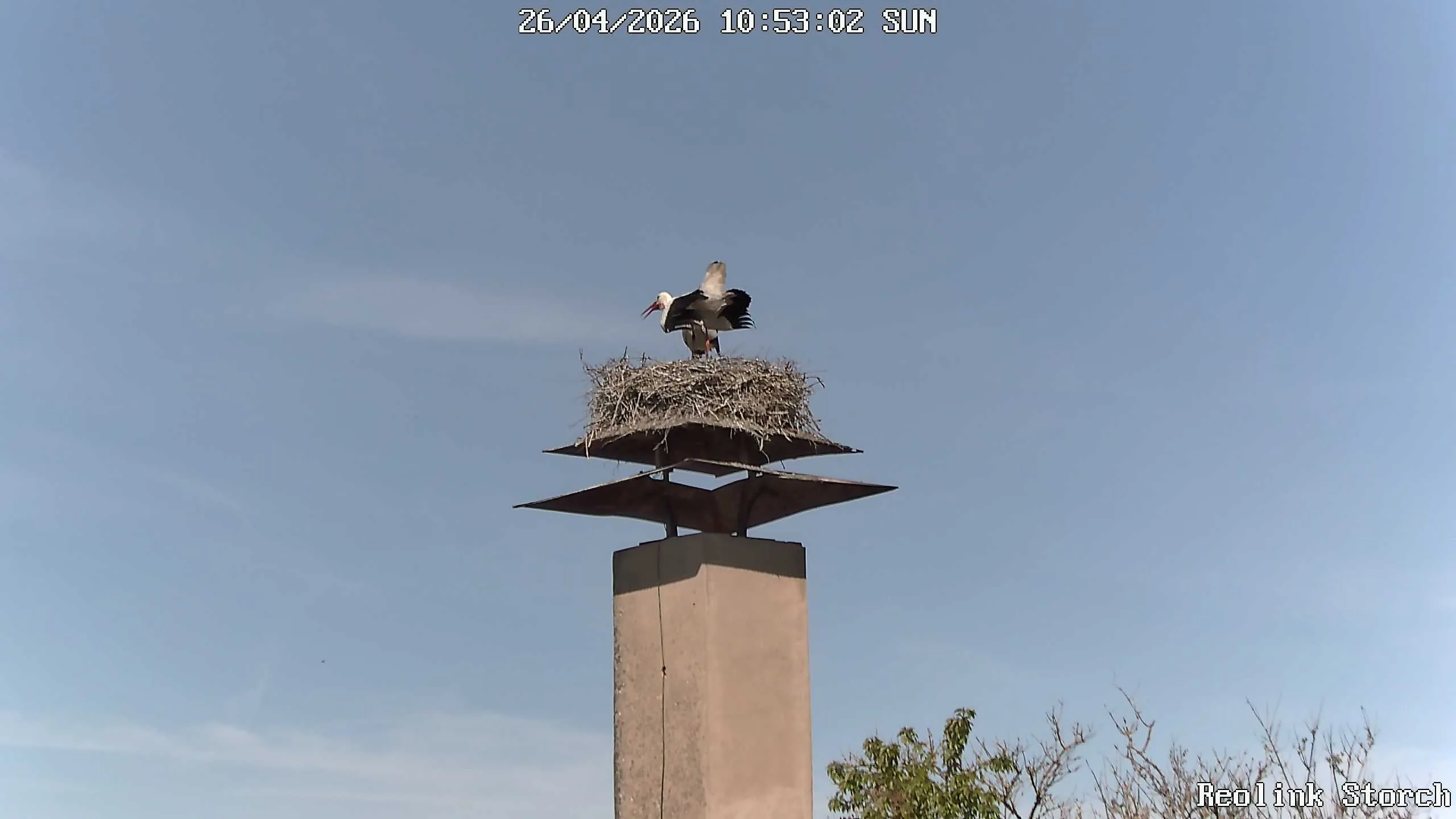 Storchencam Bild