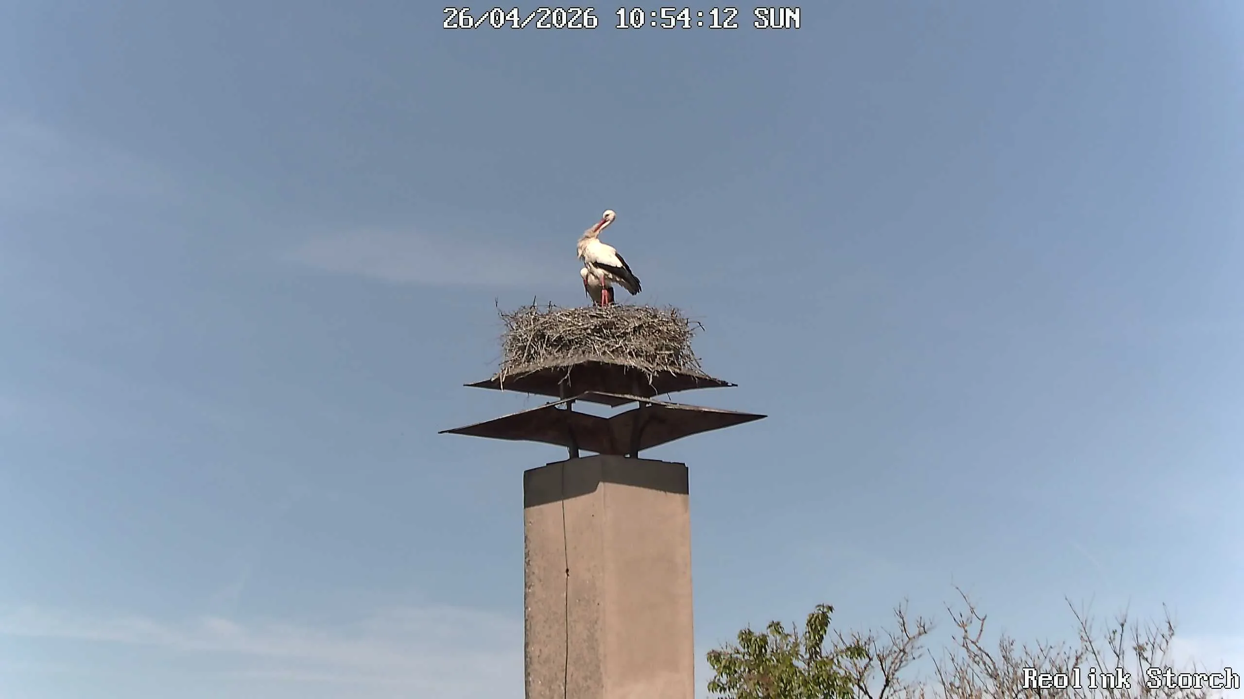 Storchencam Bild