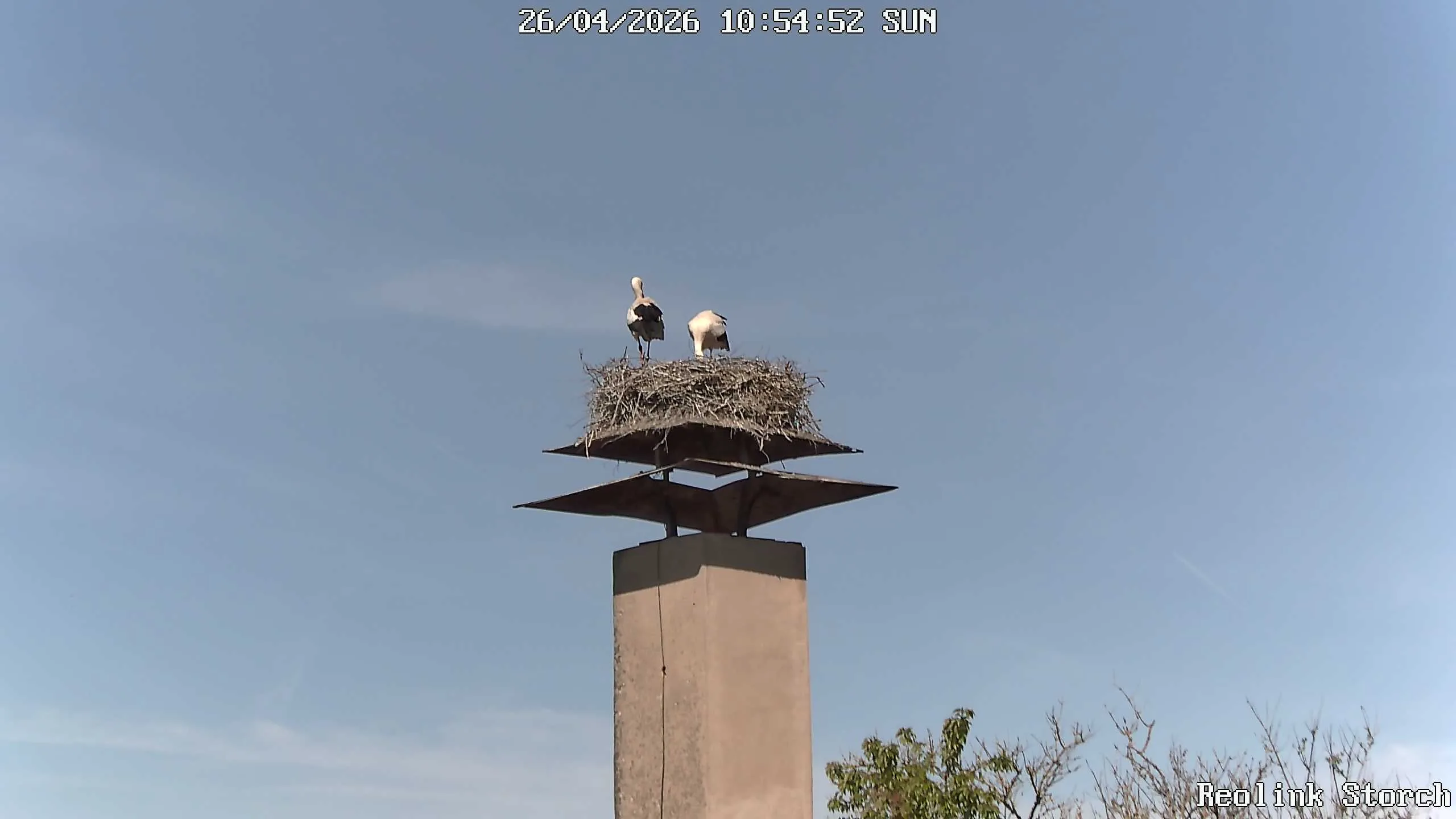 Storchencam Bild