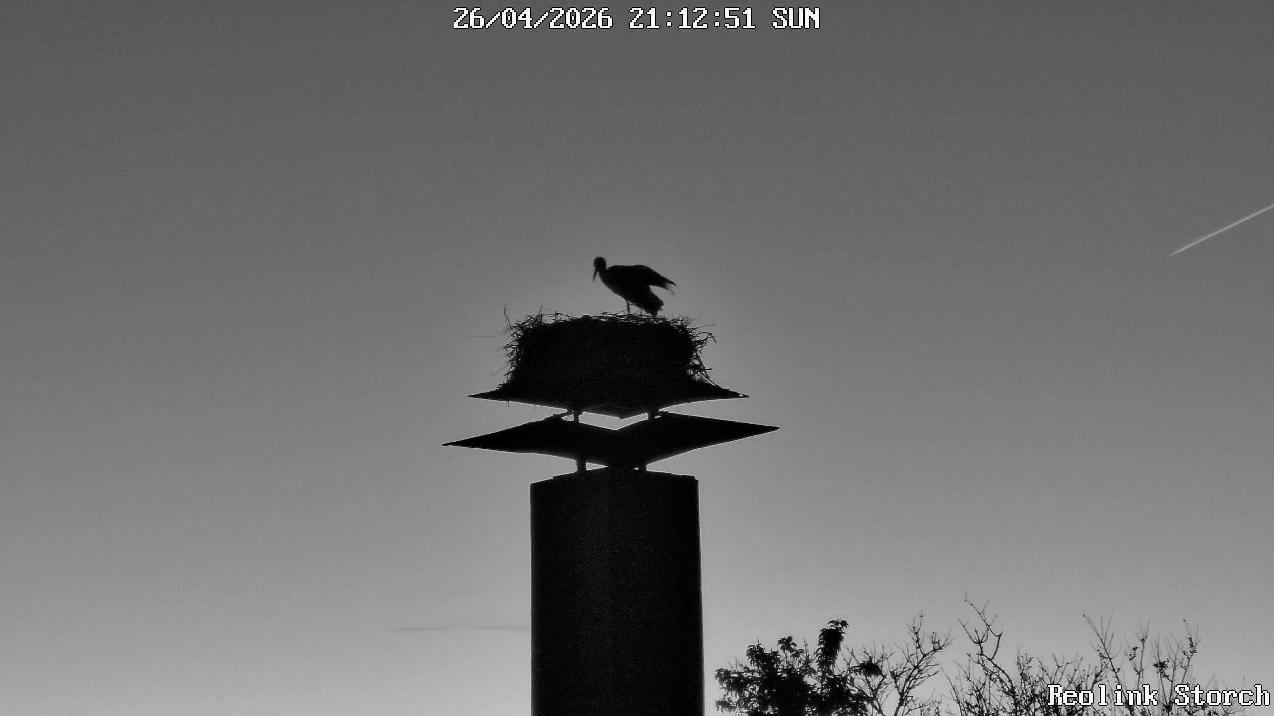 Storchencam Bild