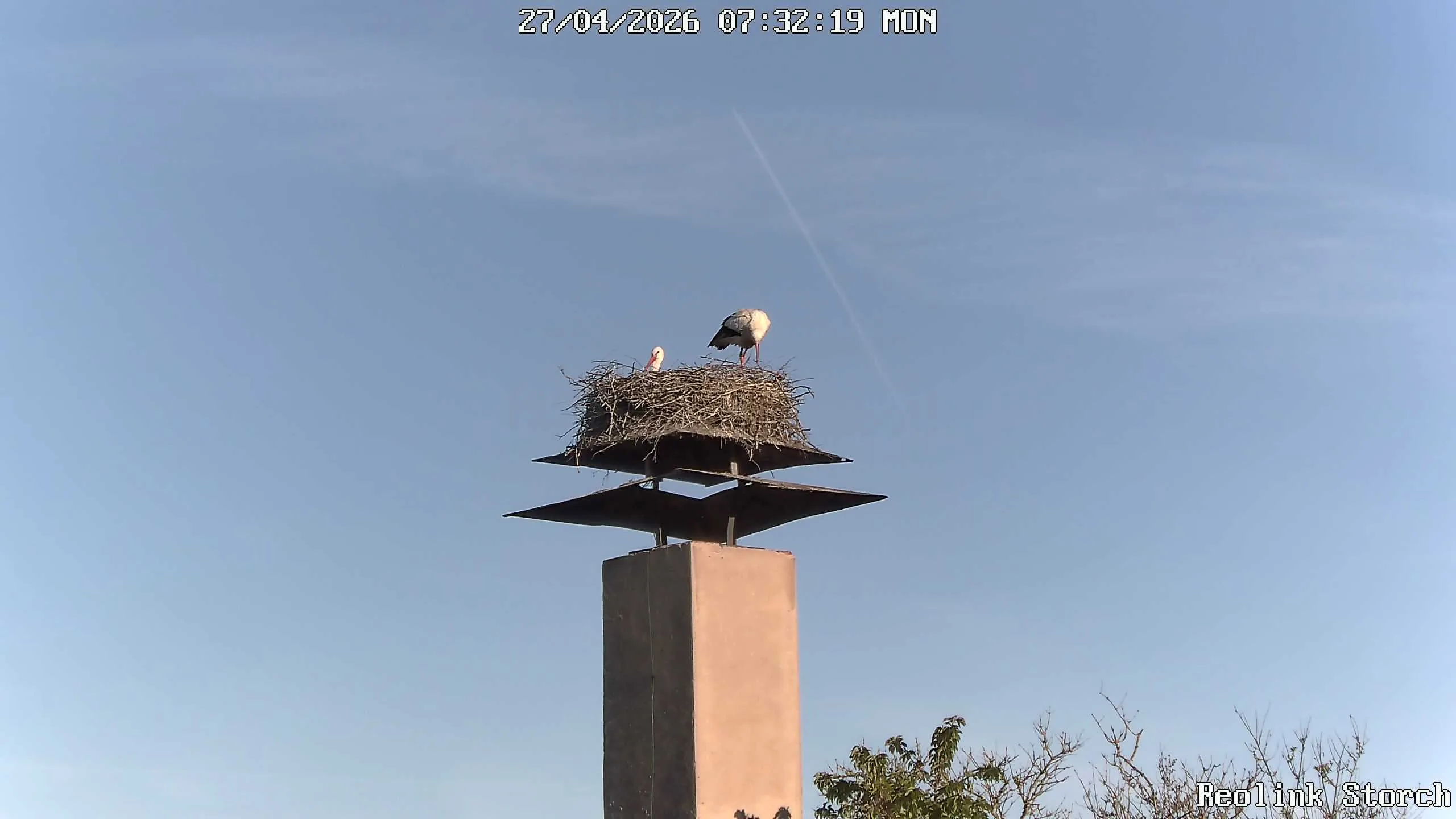 Storchencam Bild