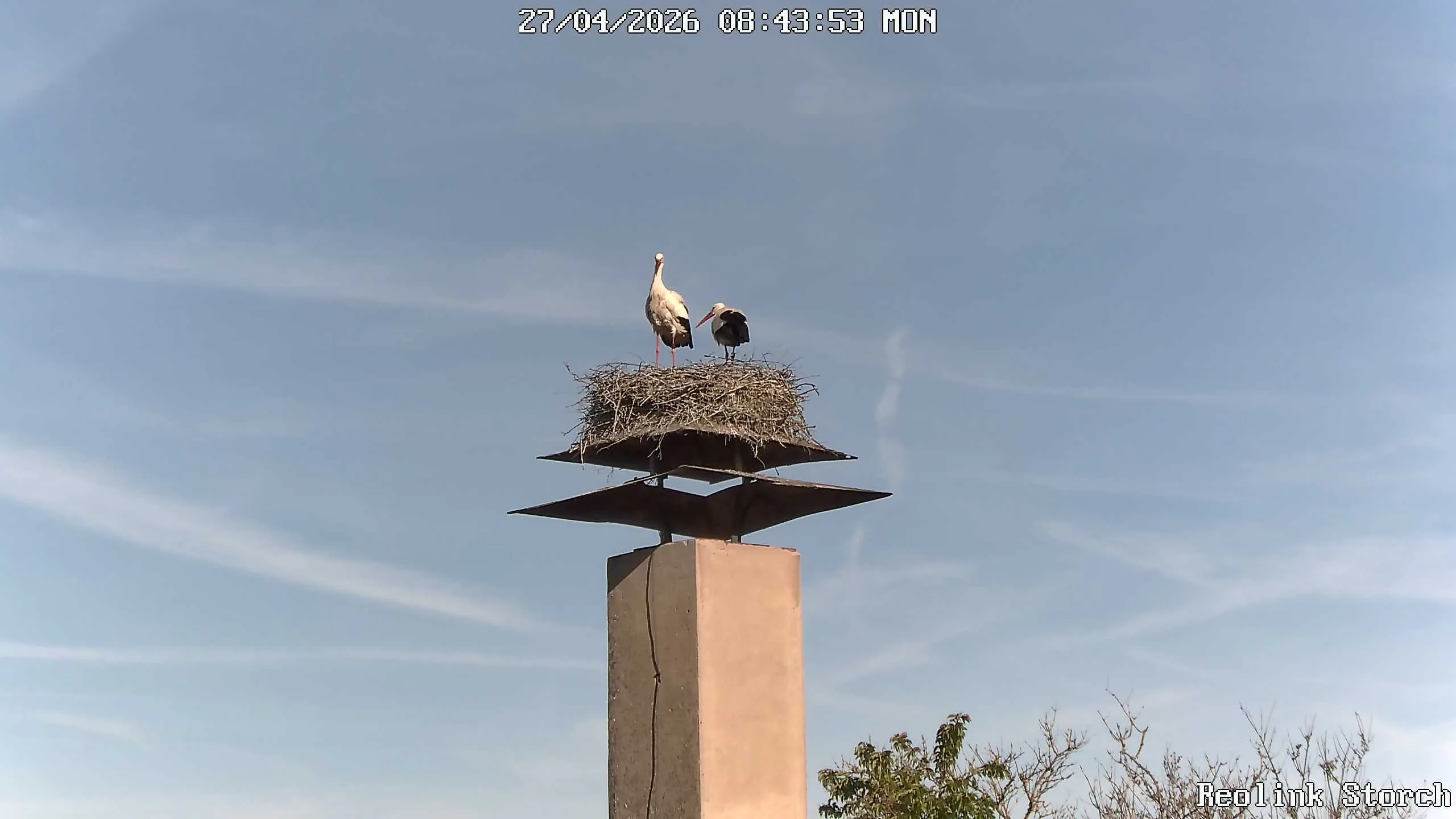 Storchencam Bild