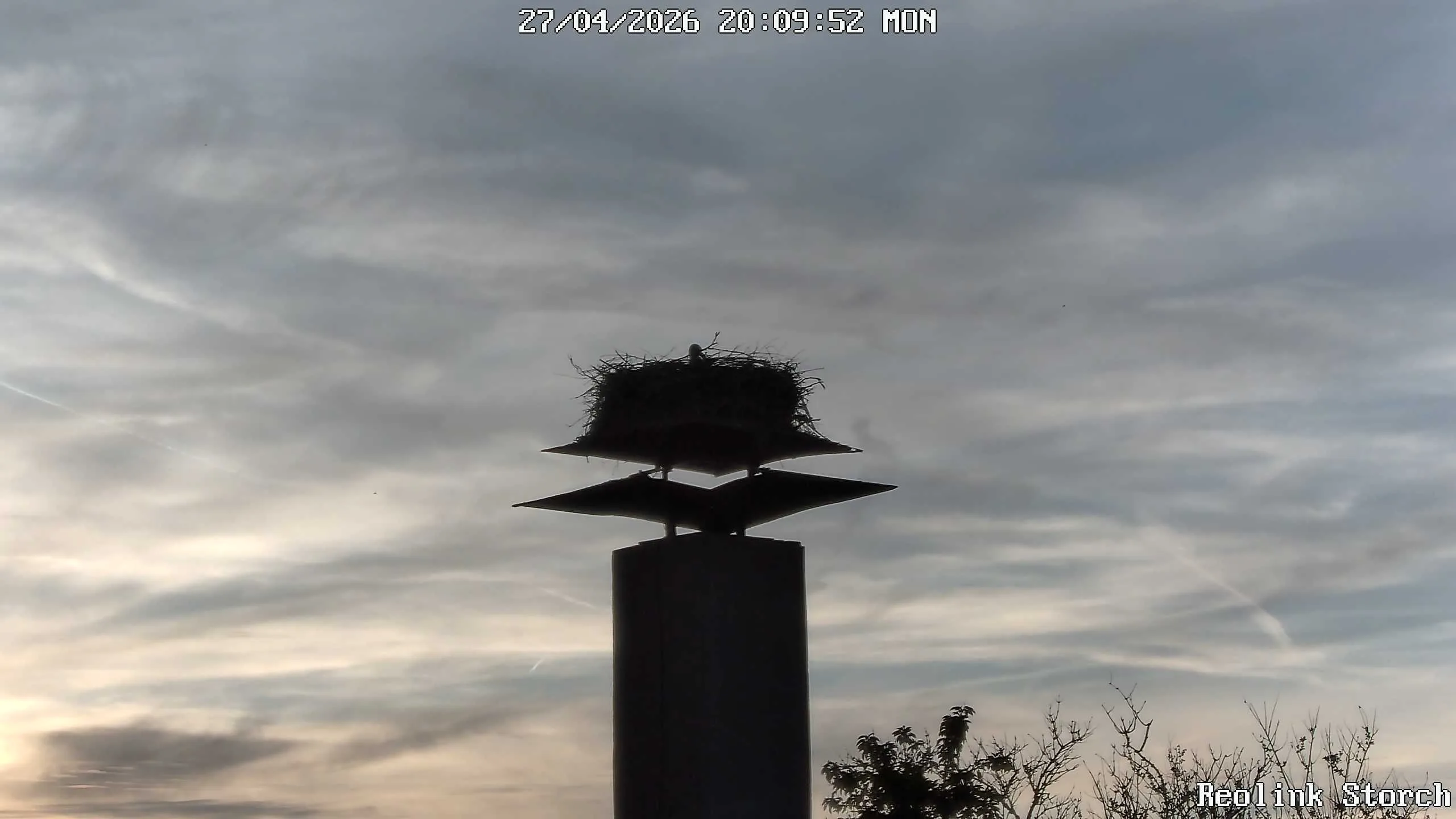 Storchencam Bild