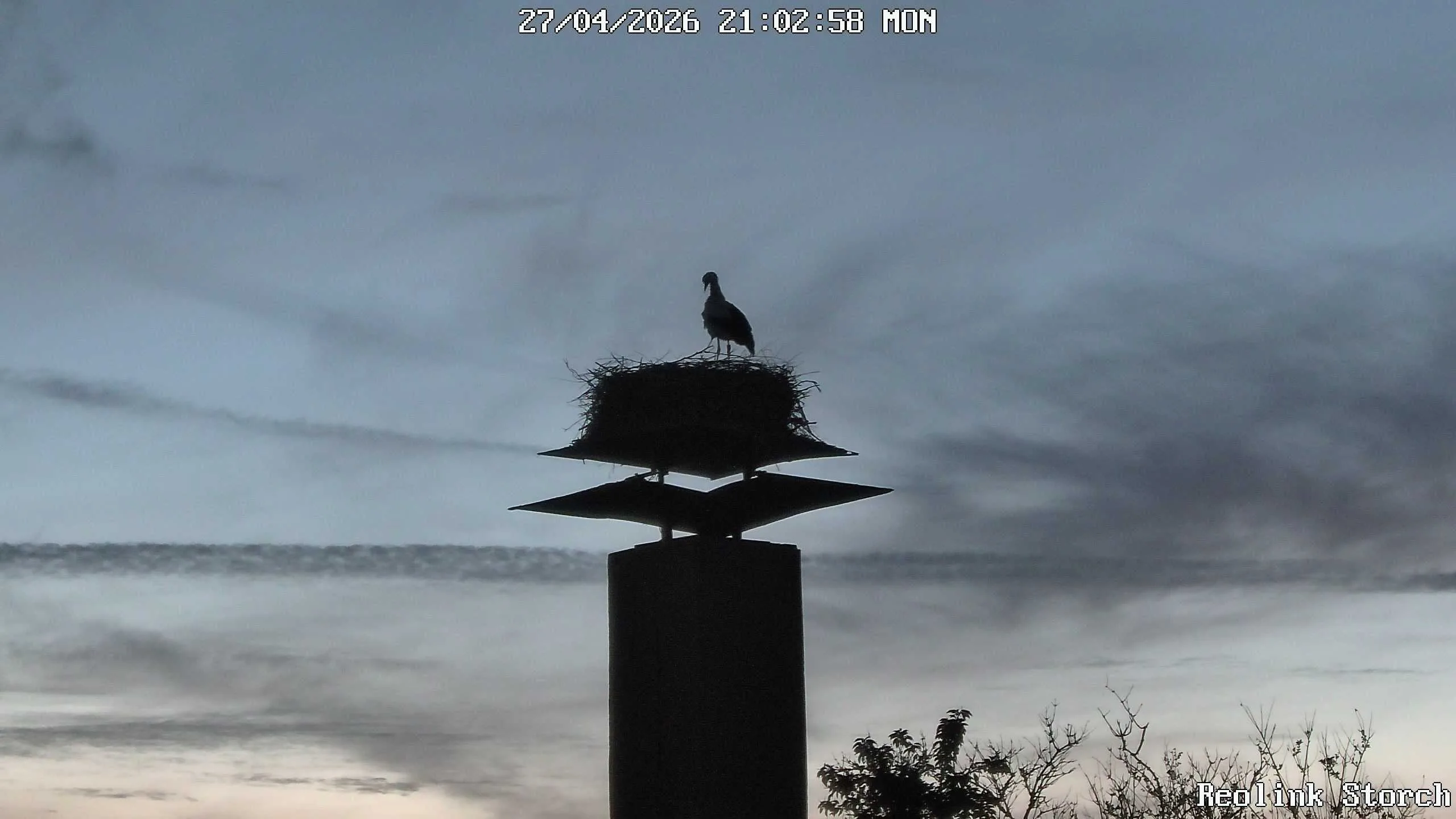 Storchencam Bild