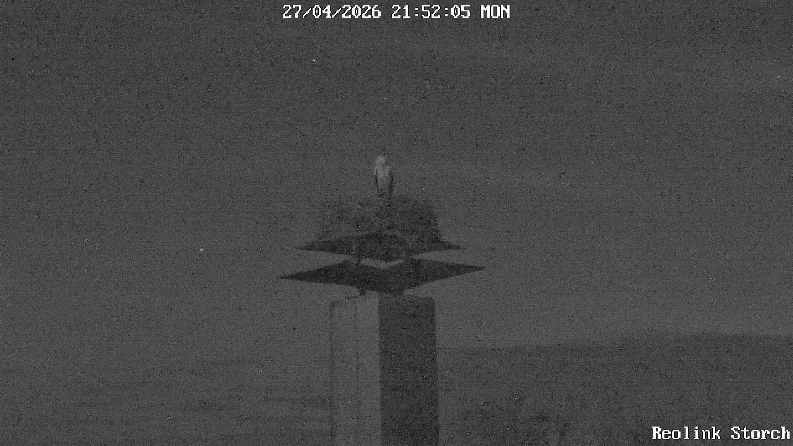 Storchencam Bild