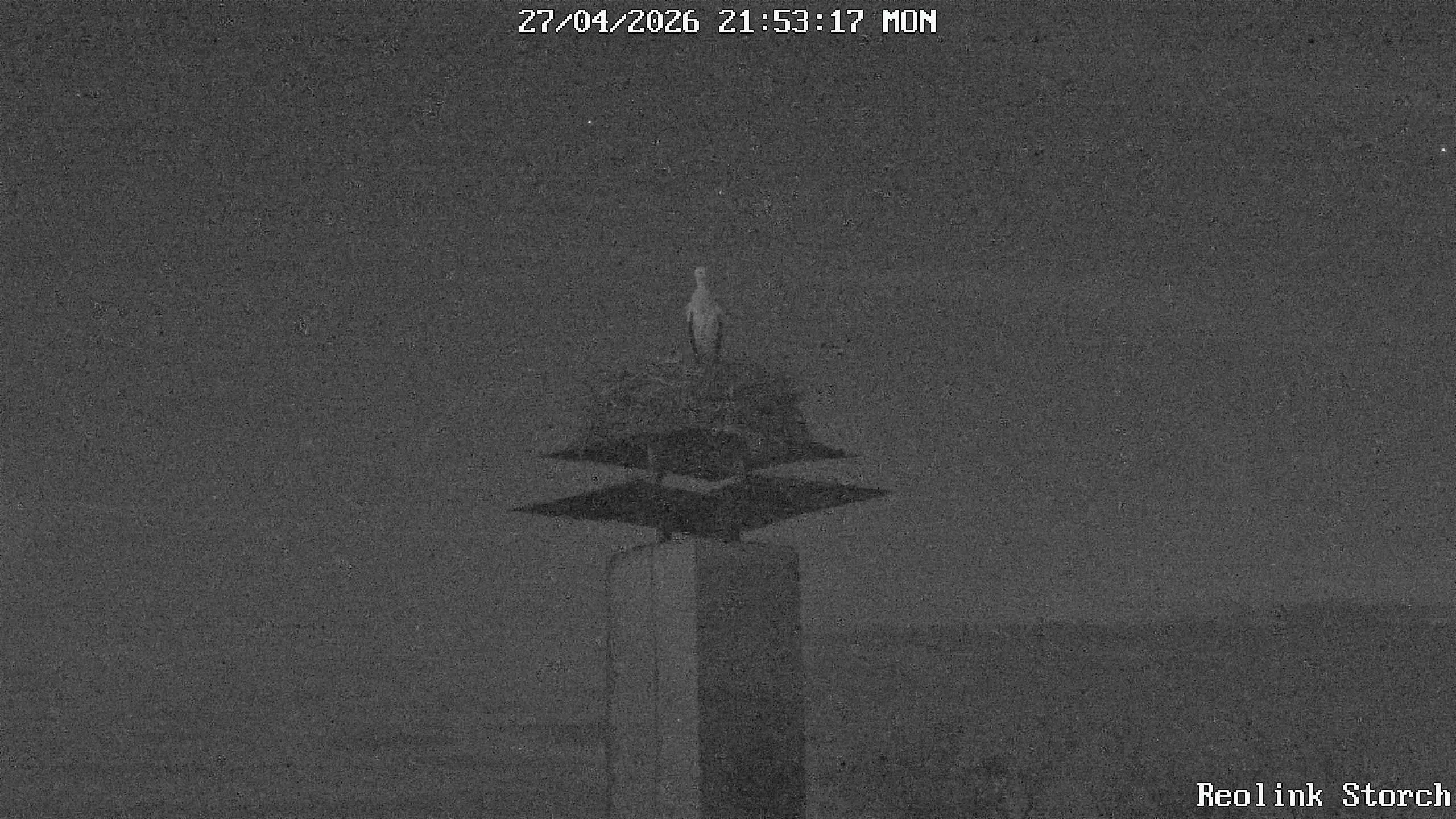 Storchencam Bild