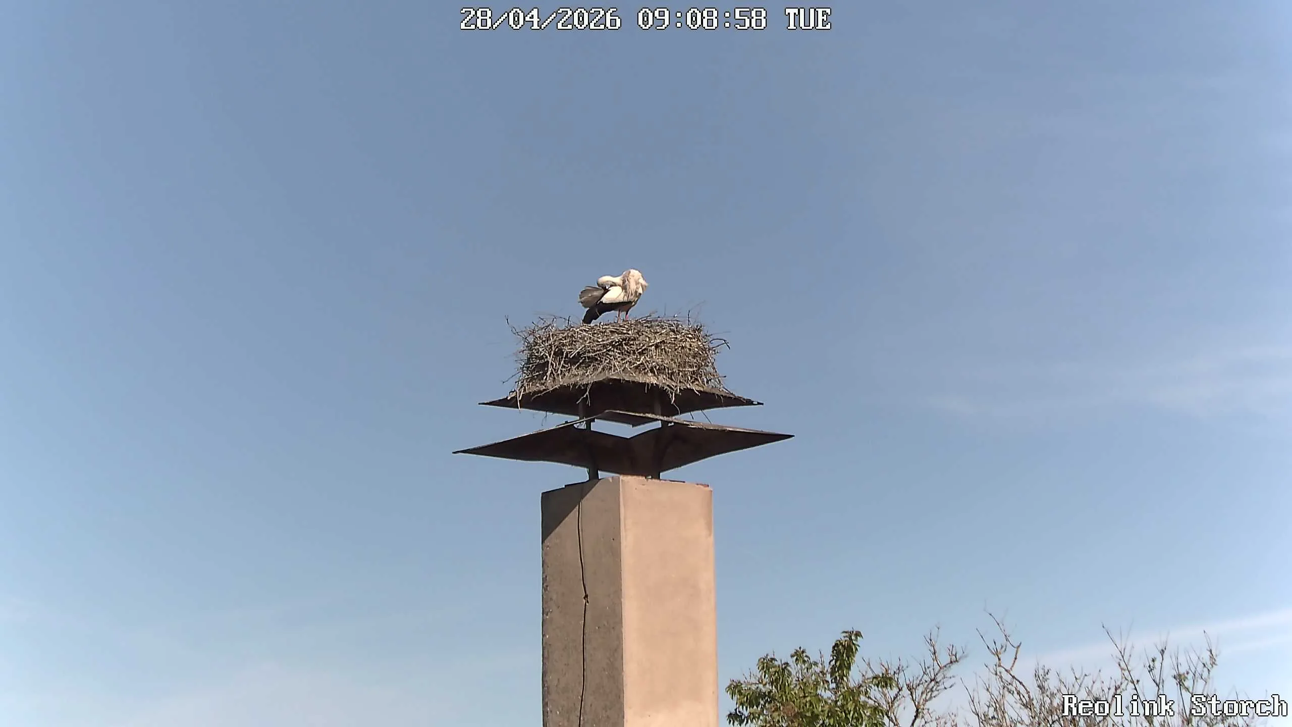 Storchencam Bild