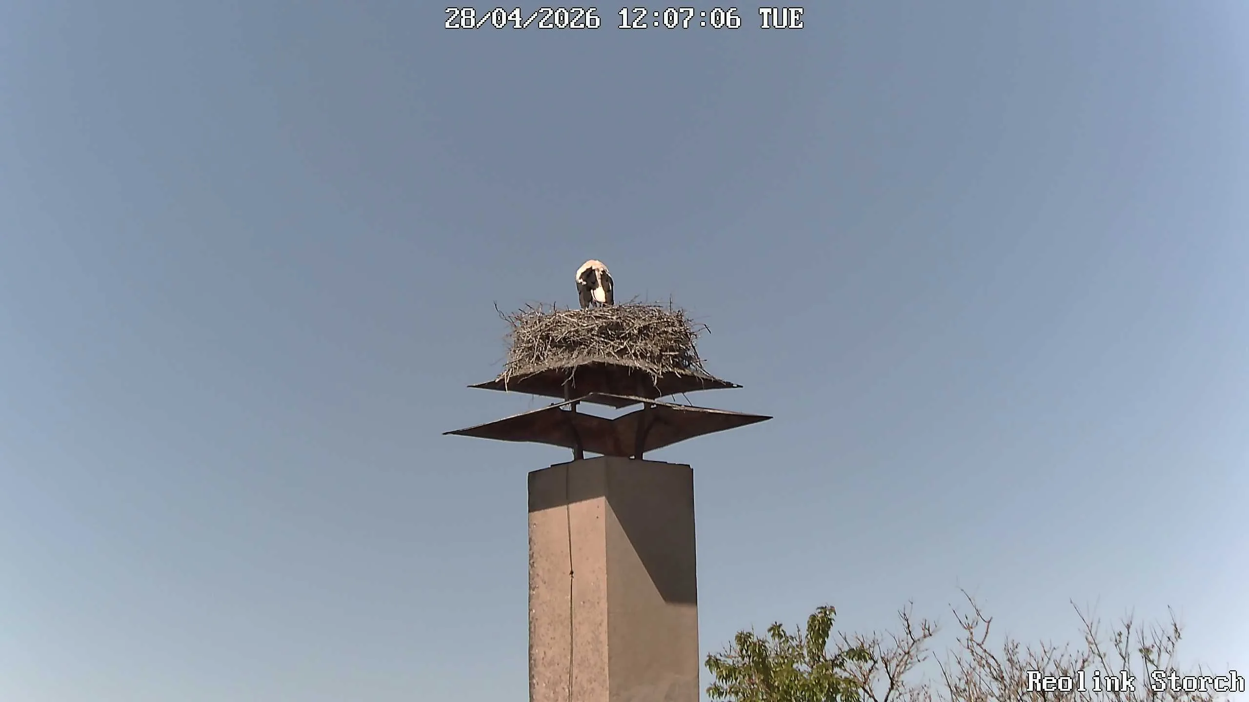 Storchencam Bild