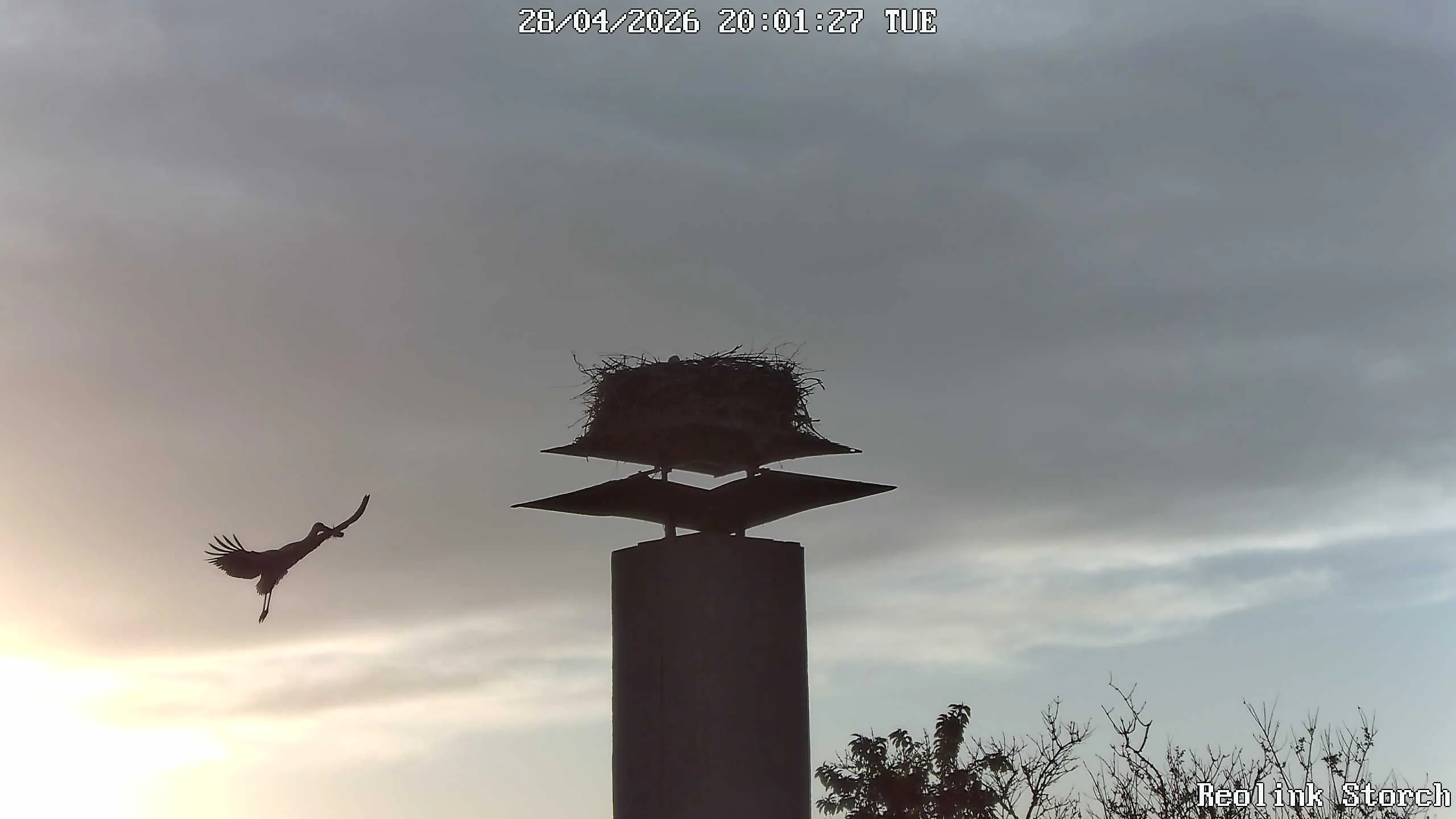 Storchencam Bild