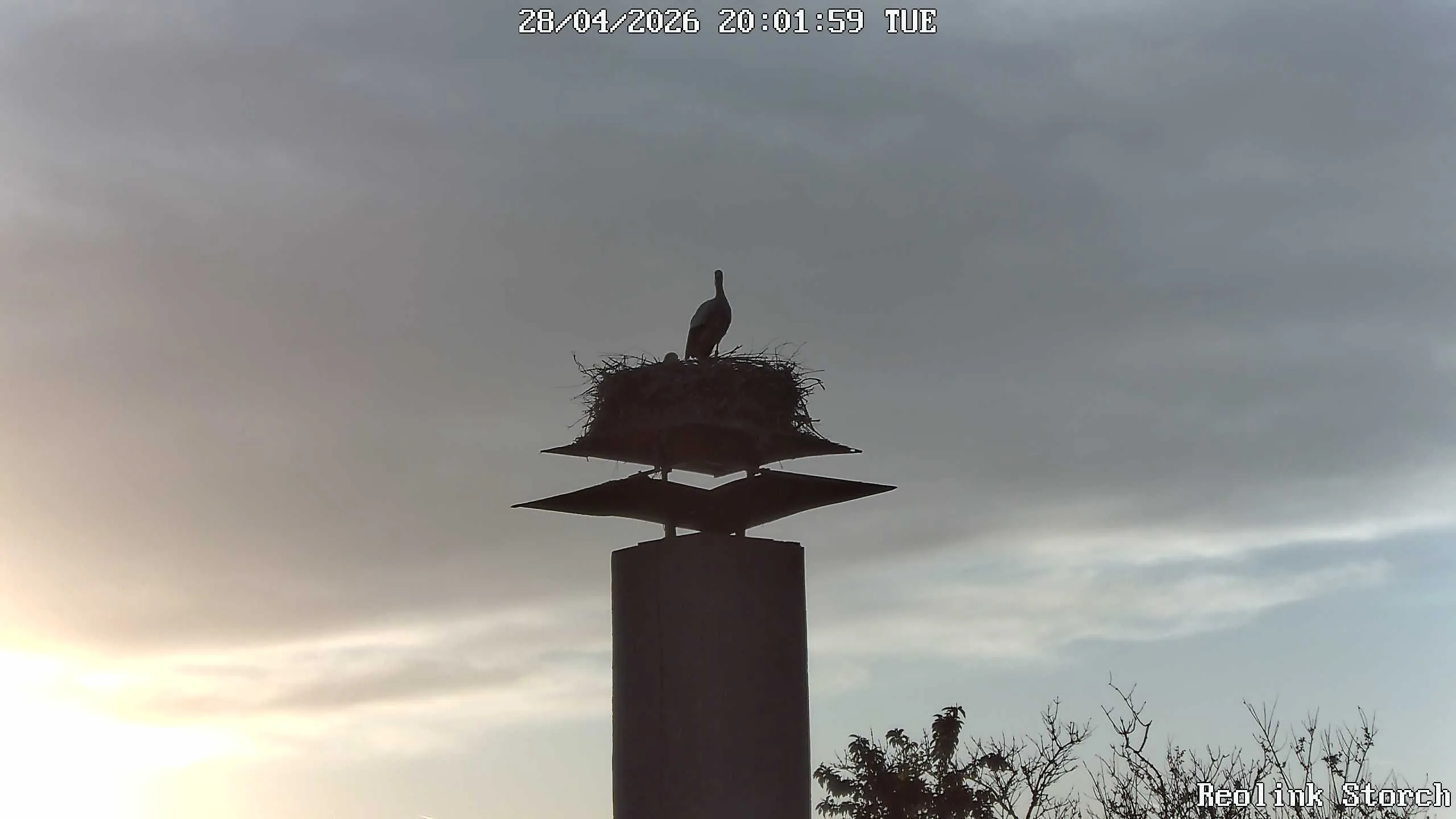 Storchencam Bild